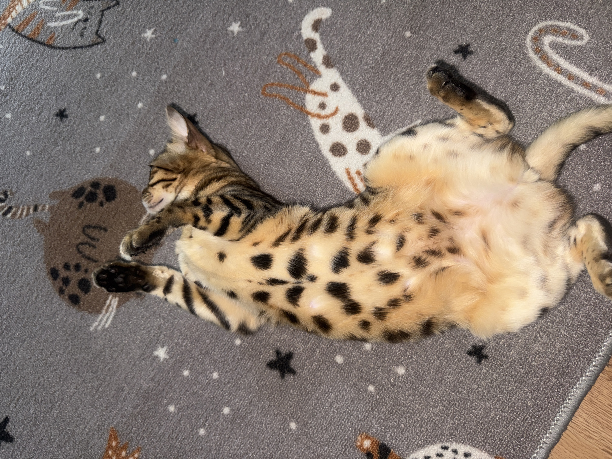 An overhead, eye-level shot shows a young Bengal cat lying on its back on a gray, patterned rug. The cat is mostly light brown with black spots and stripes, and a pale underside. Its paws are raised, and its head is tilted back. The rug has a pattern of stars and cartoonish animal figures, including cats and rabbits. The scene is indoors, with a wooden floor visible at the bottom left. There is no information in the image to indicate a location in Partenit, Ukraine.
