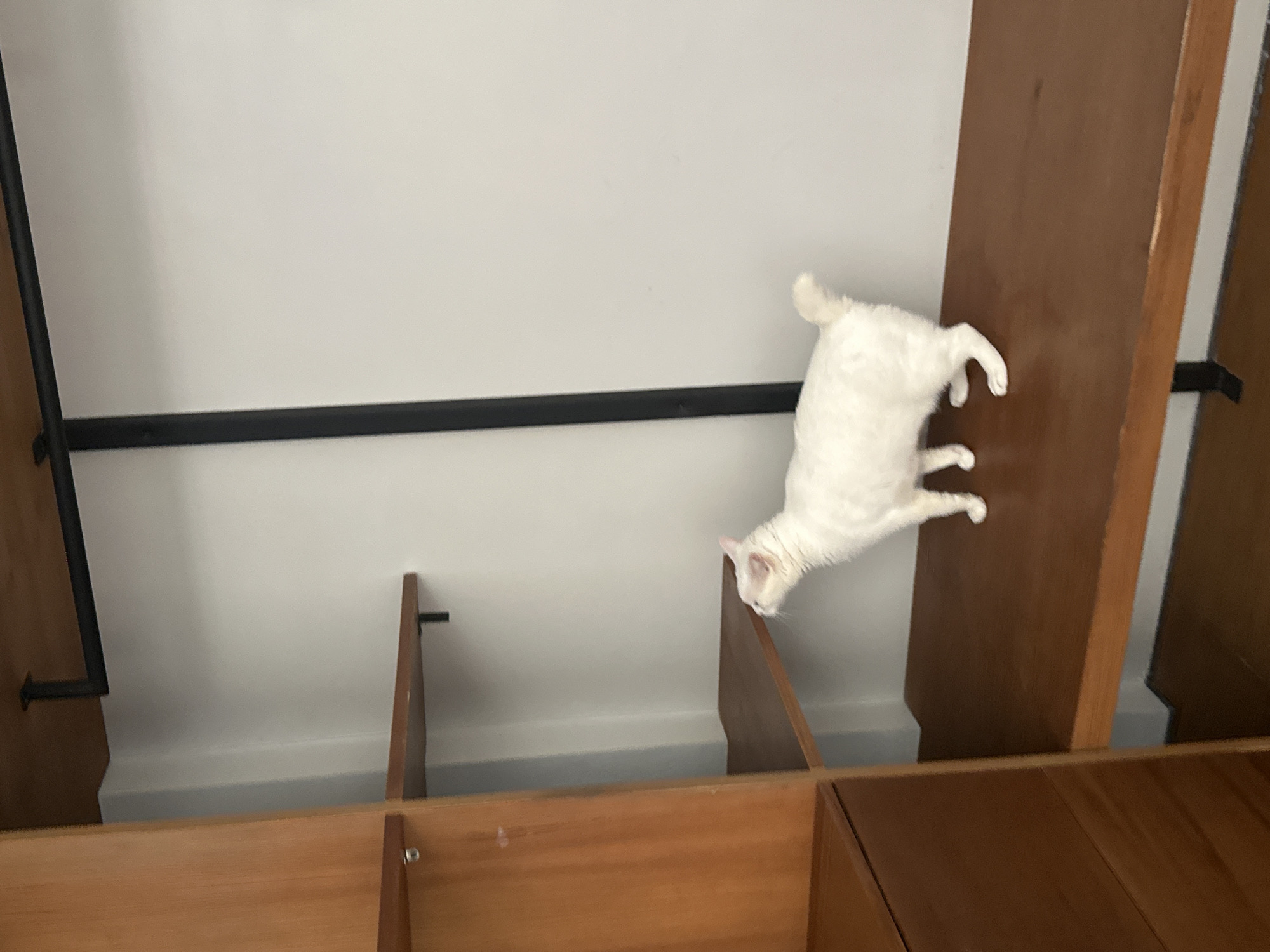 A white cat stands on a wooden shelf in a closet. The closet has white walls, wooden shelves, and a black metal hanging rod. The cat is facing to the left and is looking up. The scene is indoors and appears to be in a residential setting in North Kuta, Indonesia.