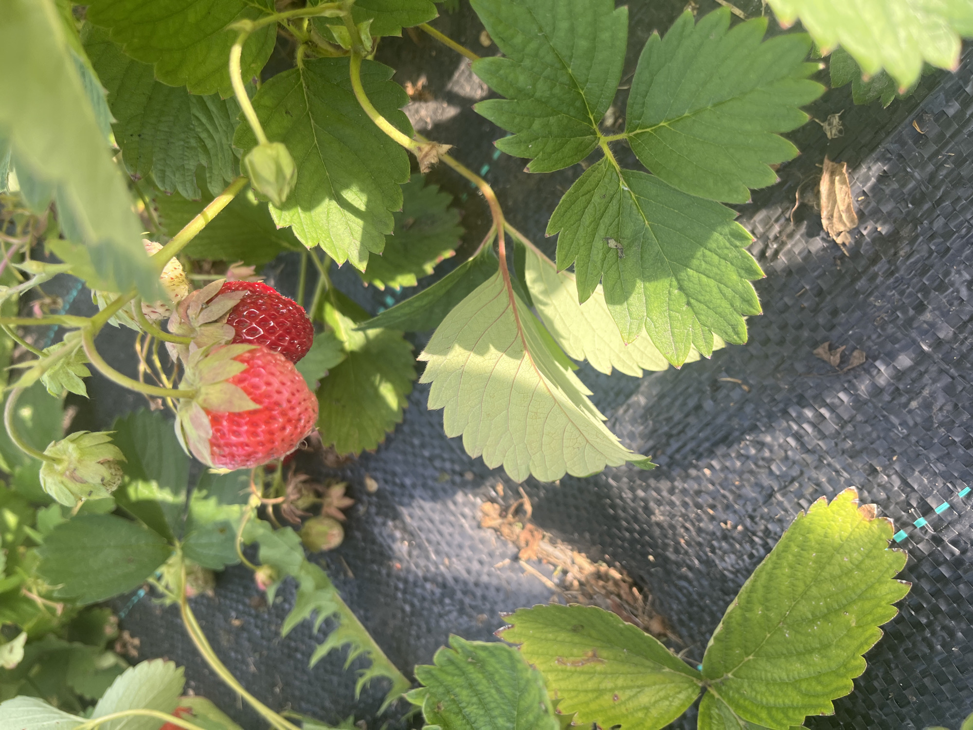The image shows a close-up view of strawberry plants growing in what appears to be a garden. The scene is dominated by lush green strawberry leaves and several ripe red strawberries, with one particularly prominent, plump berry in the center-left of the frame. There are also some unripe green strawberries and buds visible. The plants are growing on a dark, textured ground cover, likely landscape fabric, which is common in gardening to suppress weeds and retain moisture. The sunlight suggests it is daytime, and the lighting creates dappled shadows on the leaves and ground cover, indicating a sunny day. The setting appears to be an outdoor garden, with the focus solely on the strawberry plants and their immediate surroundings. There is no visible text in the image. The overall impression is one of a bountiful harvest in a carefully cultivated garden.