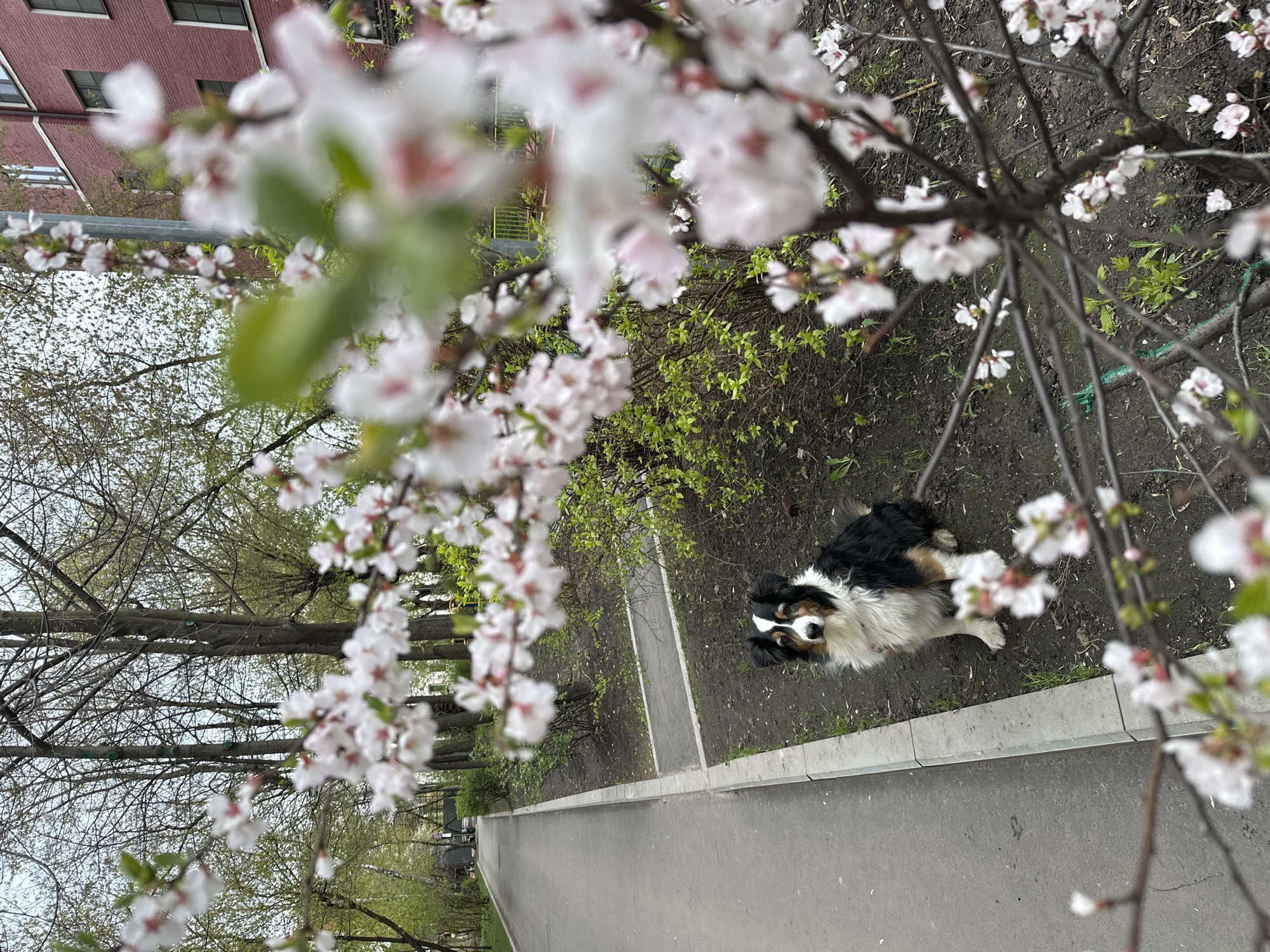 An outdoor, eye-level photograph, rotated 90 degrees clockwise, captures a springtime scene in what appears to be Moscow, Russia. The primary subject is a small to medium-sized tricolor dog, possibly an Australian Shepherd, with black, white, and tan fur, prominently featured in the lower-right quadrant (when viewed upright). The dog is sitting on dark soil next to a grey concrete sidewalk, looking directly at the camera with an attentive expression.
The foreground is dominated by out-of-focus white and pale pink cherry blossoms, creating a soft, blurred frame for the scene. Beyond the sidewalk, the ground consists of dark earth with patches of nascent green grass and small shrubs. In the midground, several deciduous trees stand with bare branches or just beginning to sprout light green leaves, suggesting early spring. In the background, a red brick building with dark-framed windows is visible, partially obscured by the trees. The sky appears overcast, indicating soft, diffused daylight. No specific time of day is evident, but it is clearly daytime. There is no visible text in the image.