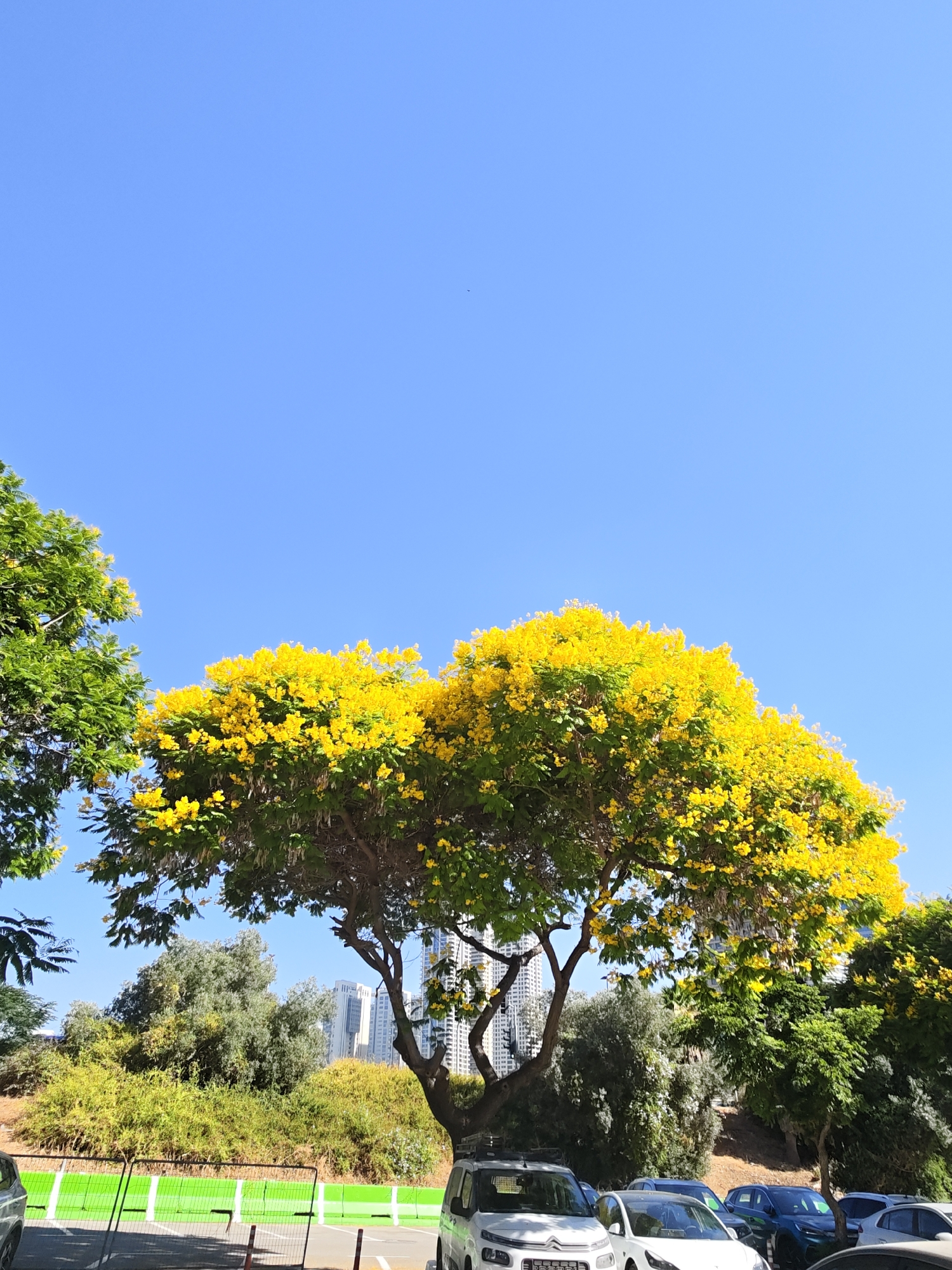 The image captures a sunny day in Givatayim, Israel, with a prominent tree displaying a profusion of vibrant yellow flowers in the foreground. The tree's canopy, a dense mass of green leaves and bright yellow blossoms, dominates the upper middle section of the frame, creating a striking contrast against the clear blue sky. To the left of this flowering tree, another tree with dense green foliage is partially visible. In the background, several modern buildings rise, suggesting an urban or suburban setting. Below the trees, a parking area is visible, with several cars parked, including a white SUV and a white hatchback. A low green barrier with white posts runs along the edge of the parking area, separating it from a vegetated slope. The overall scene is one of urban greenery under a bright sky.
