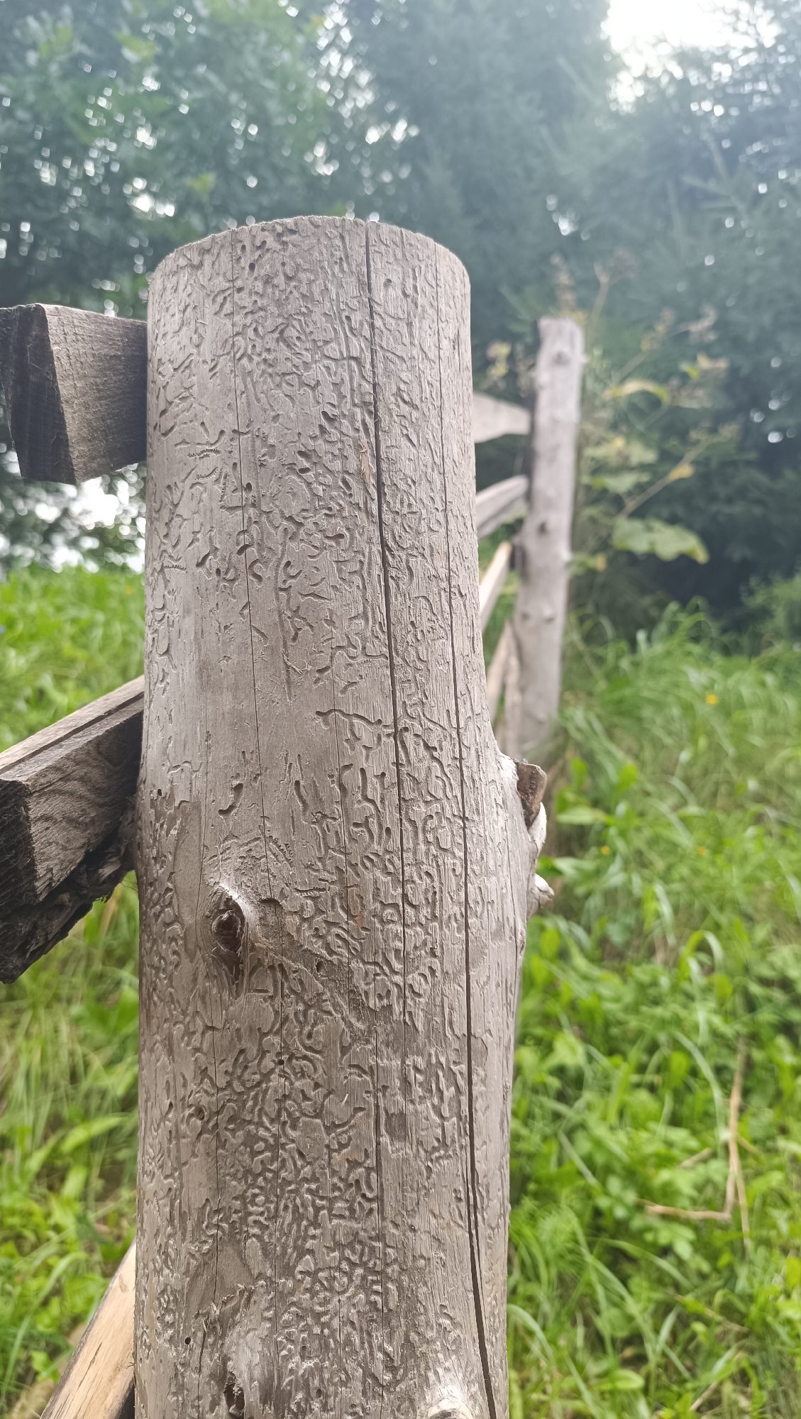 An outdoor, eye-level, medium shot focuses on a weathered wooden fence post. The post, rough and textured, is intricately etched with a pattern of wavy lines and small holes, suggesting insect activity. Attached to the post are two diagonal wooden planks, part of the fence. In the background, the fence continues with more posts and horizontal planks, receding into a softly blurred, green environment of grass and trees. The lighting is diffused, possibly indicating an overcast day. The image appears to be taken in a natural, outdoor setting, possibly a rural area or a park, rather than a specific urban location within Karsha, Russia.