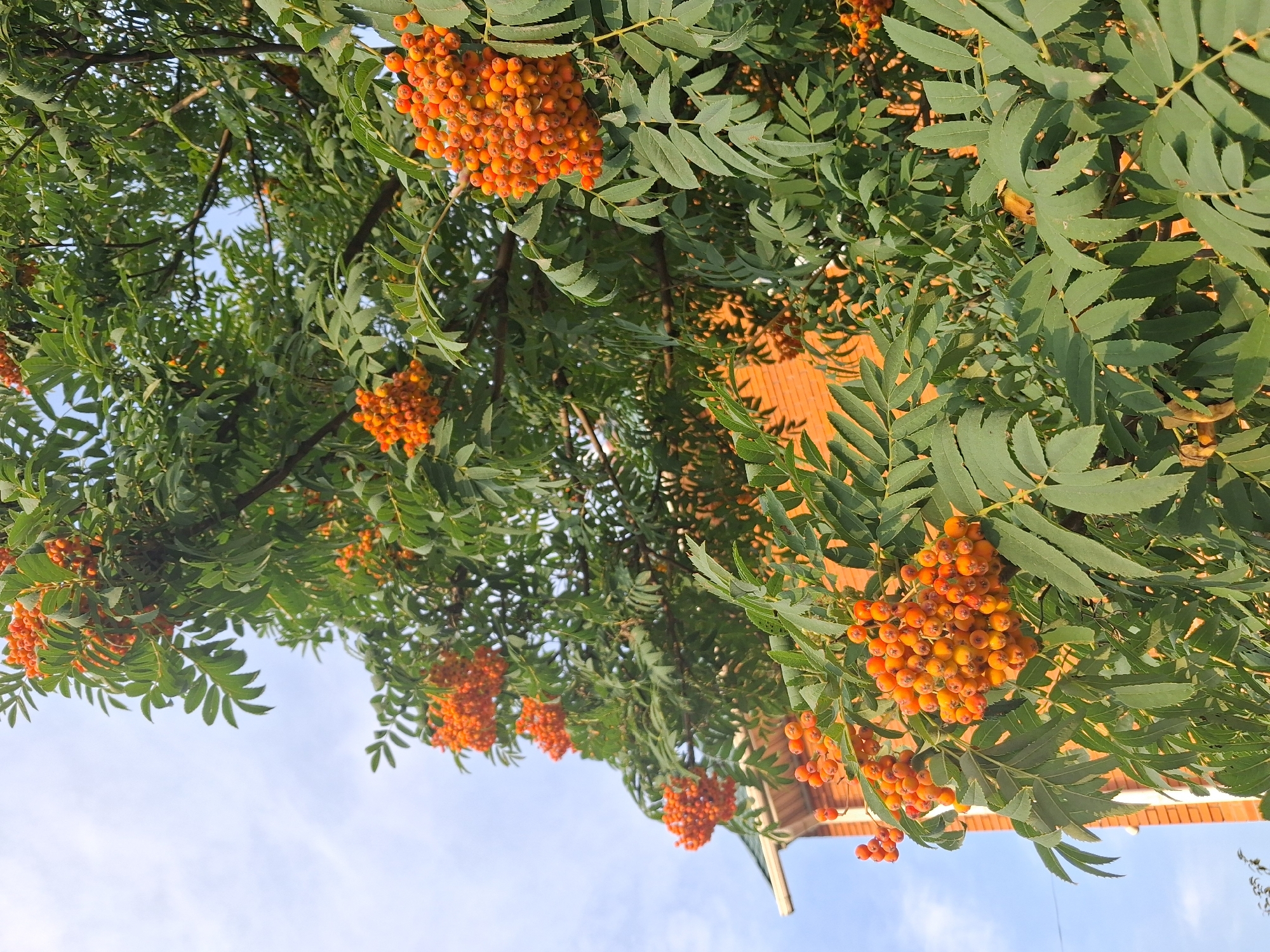 A close-up, low-angle outdoor shot captures a cluster of ripe rowan berries on a tree branch, set against a backdrop of green foliage and a bright, slightly overcast sky. The berries, a vibrant orange-red hue, are densely packed in bunches, some appearing more yellow than others. The leaves of the rowan tree are a deep green, with serrated edges, and are arranged in compound structures. Partially visible in the background is a brick building, likely residential, with a white-trimmed green roofline. The architecture suggests a location in Novosibirsk, Russia, possibly a dacha or a house in a suburban area. The lighting indicates it is daytime, with sunlight illuminating the berries and casting soft shadows. No people are visible in the frame.