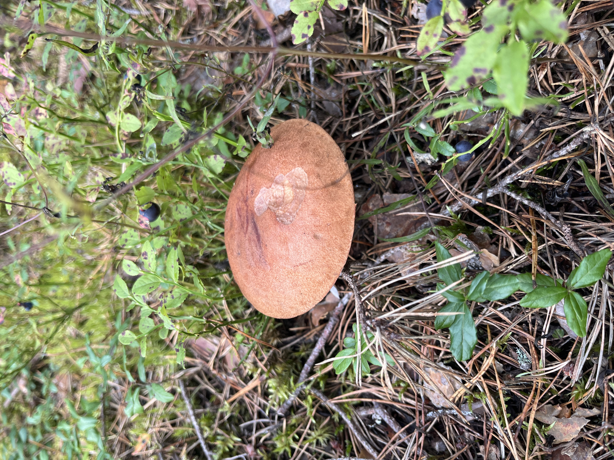 The image shows a close-up view of a single mushroom with a reddish-brown cap, partially obscured by green vegetation and pine needles. The mushroom is the central subject, positioned in the lower half of the frame. Surrounding the mushroom is a forest floor covered with dry pine needles, moss, and small green plants. Some dark blue berries, likely blueberries, are visible on some of the plants, suggesting a natural woodland environment. The lighting appears natural, indicating an outdoor setting. The image was taken in the vicinity of Pillapalu, Estonia.