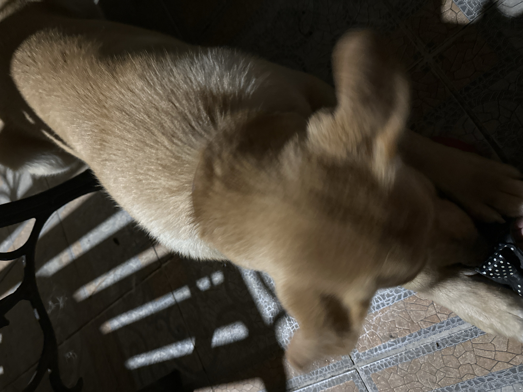 The image shows a light brown dog with its head down, appearing to be interacting with an object on the ground. The dog's ears are prominent and splayed outwards. The floor is tiled with a patterned design of squares and rectangles in beige and brown tones. Sunlight casts distinct, parallel striped shadows across the floor from an unseen source, likely a window or grate, suggesting an indoor setting with external light. The background is dark and out of focus, with hints of furniture legs visible. The scene is domestic and appears to be an ordinary moment of a pet's activity. The image is not from Sochi, Russia; it is a general indoor scene.