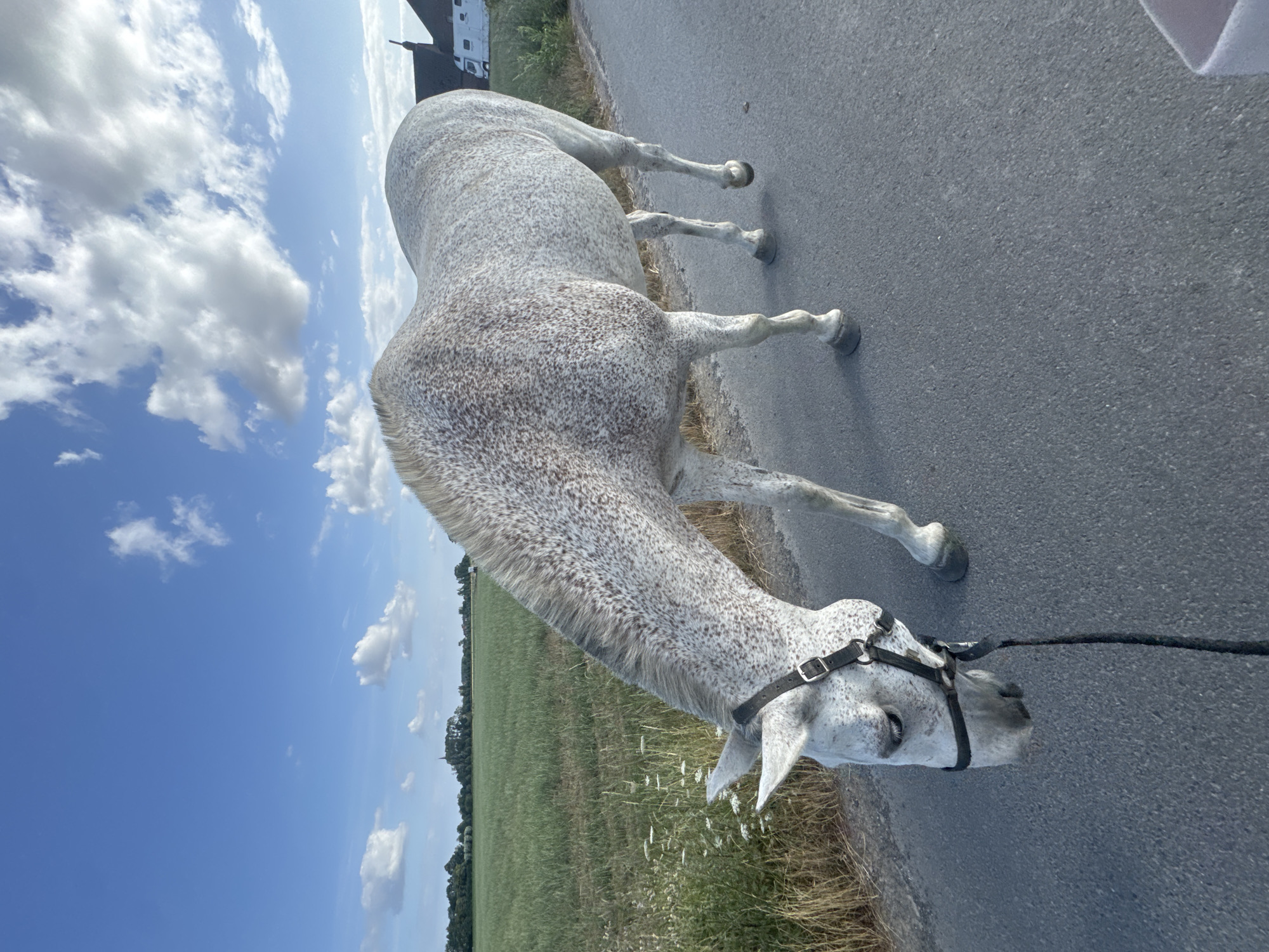 A dappled grey horse with a black halter stands on an asphalt road, its head lowered as if grazing. The horse is positioned in the center of the frame, facing left, with its body angled slightly away from the viewer. The background features a lush green field bordered by dry grass and wildflowers on the left, and a building with a dark roof and a white caravan on the right. In the distance, trees and a church spire are visible under a bright blue sky with scattered white clouds. The overall impression is a rural setting, likely in or near Estaimpuis, Belgium, during daylight hours.