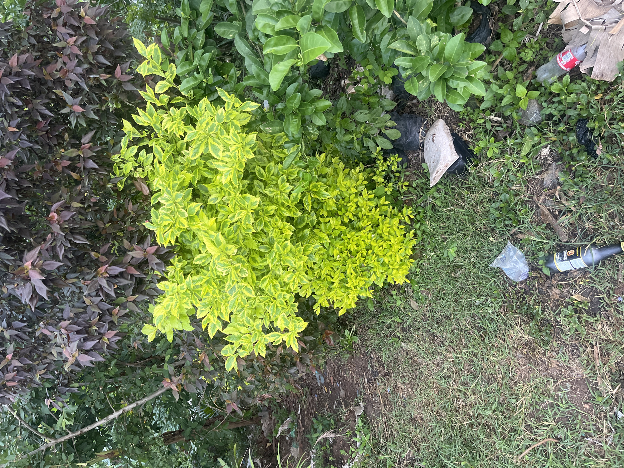 The image depicts an outdoor scene in Offatedo, Nigeria. The foreground is composed of grass and a patch of dirt. Vegetation includes plants with green leaves, plants with yellow and green leaves, and plants with purplish-brown leaves. There is discarded litter scattered on the ground, including a Coca-Cola bottle, a plastic bag, a dark-colored glass bottle. No people are visible.