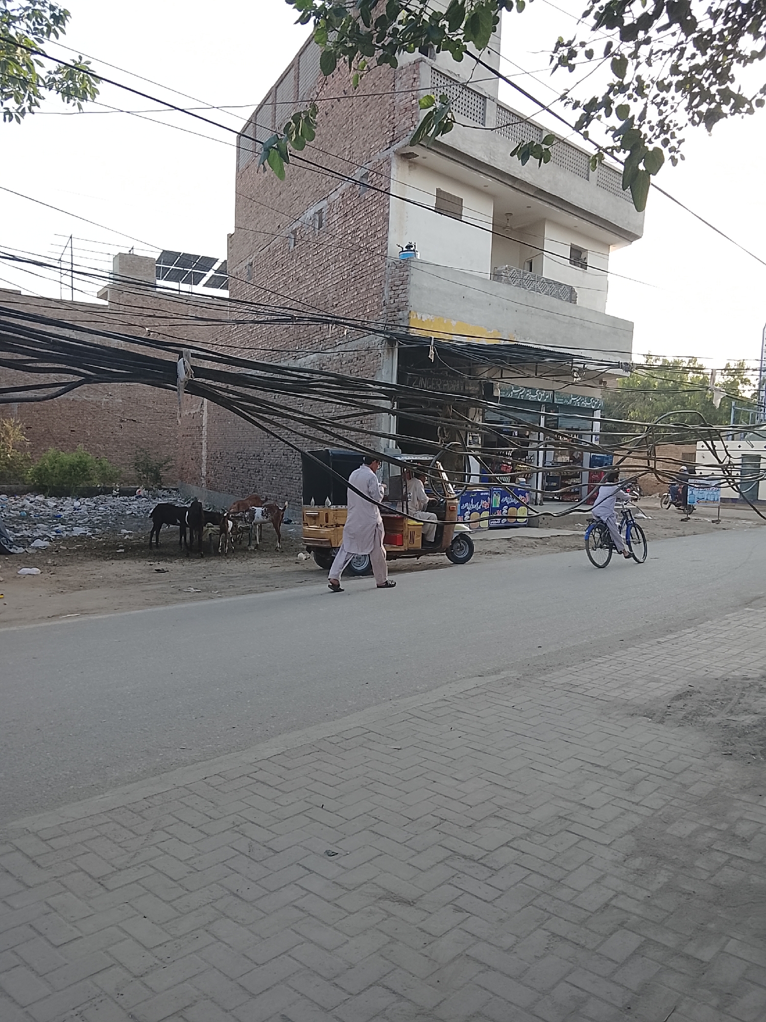 This street scene depicts daily life in what appears to be a South Asian urban or semi-urban environment, characterized by a complex network of overhead wires.
In the foreground, a paved road extends into the distance, with a patterned brick sidewalk on the right. A man, dressed in a light-colored shalwar kameez, walks across the road from right to left. Further along, a person on a blue bicycle also moves in the same direction. A yellow auto-rickshaw, with its driver visible, is positioned in the midground.
To the left of the road, several goats (approximately five) are gathered near a dirt patch strewn with trash and some shrubbery, backed by a brick wall.
The midground is dominated by a dense, tangled mass of black electrical and communication wires strung haphazardly across poles and connected to buildings. Beneath these wires, on the right, is a shopfront. A sign above the shop clearly displays "ZINGERPOINT" in English, along with text in Urdu/Arabic script, suggesting it's a food establishment.
In the background, multiple buildings are visible. A prominent multi-story structure features exposed brickwork on its lower levels and white plaster on the upper floors, complete with balconies adorned with decorative railings. Another building in the distance shows solar panels installed on its roof.
The scene is illuminated by bright daylight, suggesting either morning or late afternoon. The overall impression is one of a bustling, lived-in area with mixed residential and commercial activity and characteristic infrastructure.