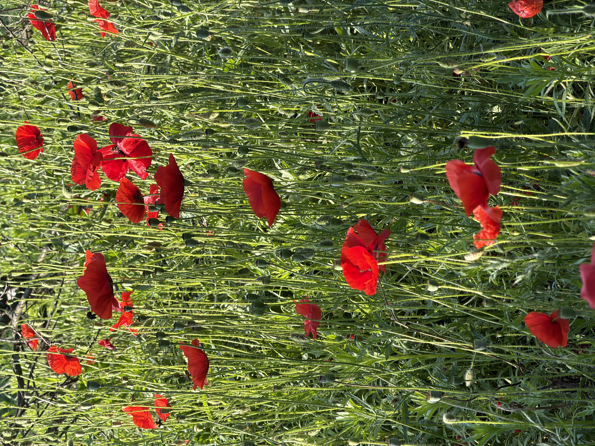 A field of poppies is shown in Obukhivka, Ukraine. The bright red flowers are in full bloom, with their delicate petals contrasting against the vibrant green stems and leaves. Some of the poppies have seed pods, indicating that they have already gone to seed. The sun is shining, casting a warm glow on the scene. The background is a blur of green foliage, suggesting that the field is part of a larger natural landscape. The overall impression is one of natural beauty and tranquility.