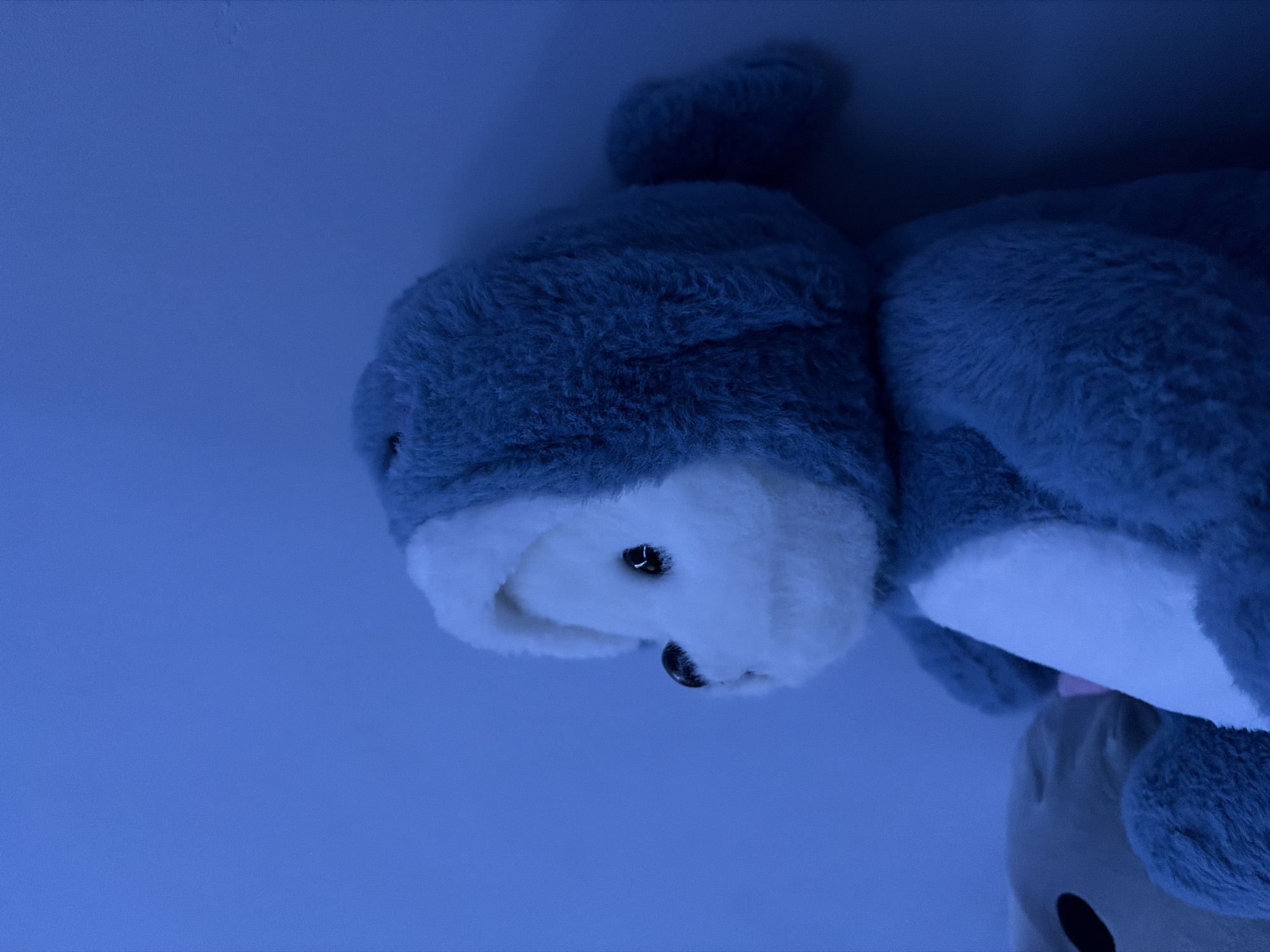 The image features a plush toy, primarily grey and white, set against a solid blue background. The toy's face, which is white, has prominent black, glossy eyes and a small, dark nose. Its body is covered in soft, fuzzy grey fur. The overall scene is strongly illuminated by a blue light source, casting a cool, monochromatic hue across the entire image and highlighting the plush texture of the toy.
A portion of a second, lighter-colored plush toy, possibly brown or beige, is visible in the lower right corner of the frame. The image is taken at an angle, making the main toy appear as if it's hanging or tilted. No specific activity or event is taking place; the toys are static. The intense blue lighting suggests an indoor setting, likely in low ambient light conditions, with an artificial blue light creating the atmospheric effect. There are no visible location cues within the image itself to suggest "Perm, Russia", nor any discernible text or specific time of day beyond the artificial lighting. The mood evoked is quiet and serene due to the cool blue tones.