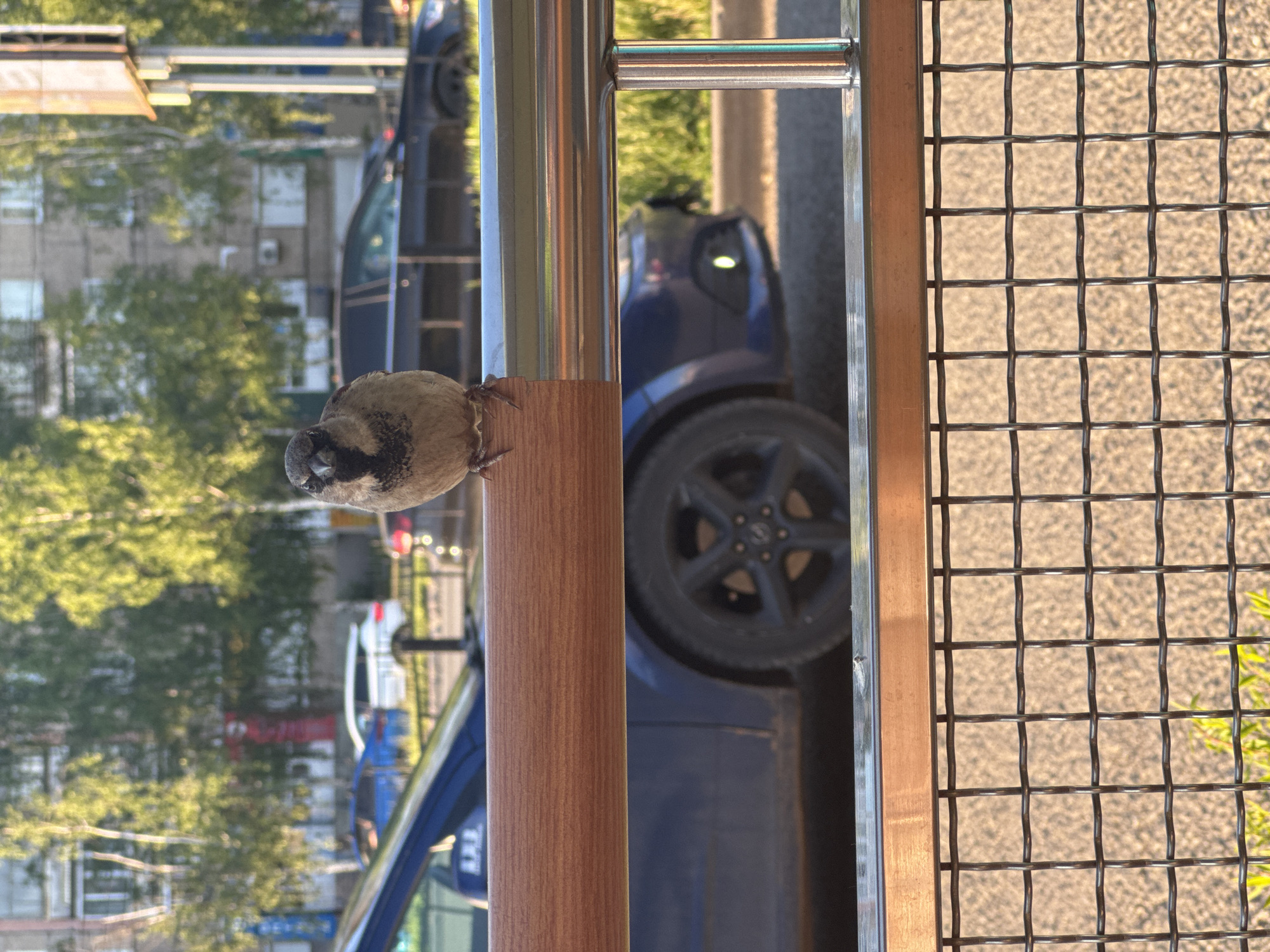 A house sparrow (Passer domesticus) is depicted in a medium-shot, positioned centrally and facing directly towards the viewer, perched on a horizontal wooden-capped metal railing. The sparrow's feet are visible gripping the railing. Behind the railing, a dark blue sedan is partially visible, with what appears to be an open driver's side door or lowered window, revealing a partial internal structure and the letters "A.M.B." or similar markings. Further in the mid-ground, a black sedan is parked on the right, and a white SUV is visible on the left. The background features multi-story residential buildings common in an urban setting, interspersed with numerous deciduous trees bearing green foliage, indicating a spring or summer season. The scene is illuminated by natural sunlight, casting warm tones. A metal mesh fence is visible at the bottom of the frame, through which light-colored ground and sparse green vegetation are discernible. The location is an urban outdoor environment in the city of Izhevsk, Russia.