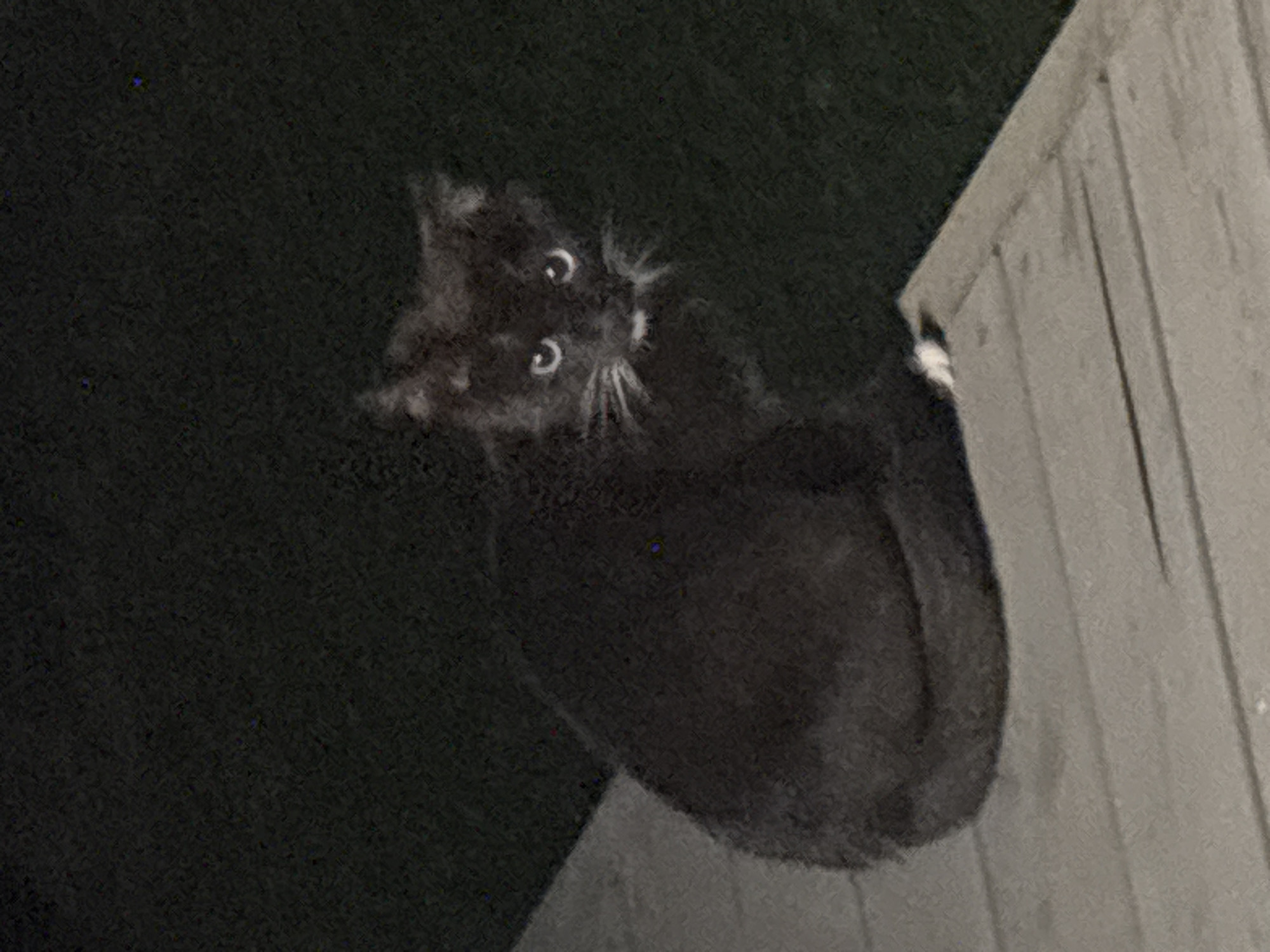 A black cat with white paws is sitting on a wooden deck at night. The cat is facing the camera with its eyes wide open. The background is dark and out of focus, suggesting it is outdoors. The image does not provide any information to determine its location in the city of Zvenigorod, Russia.