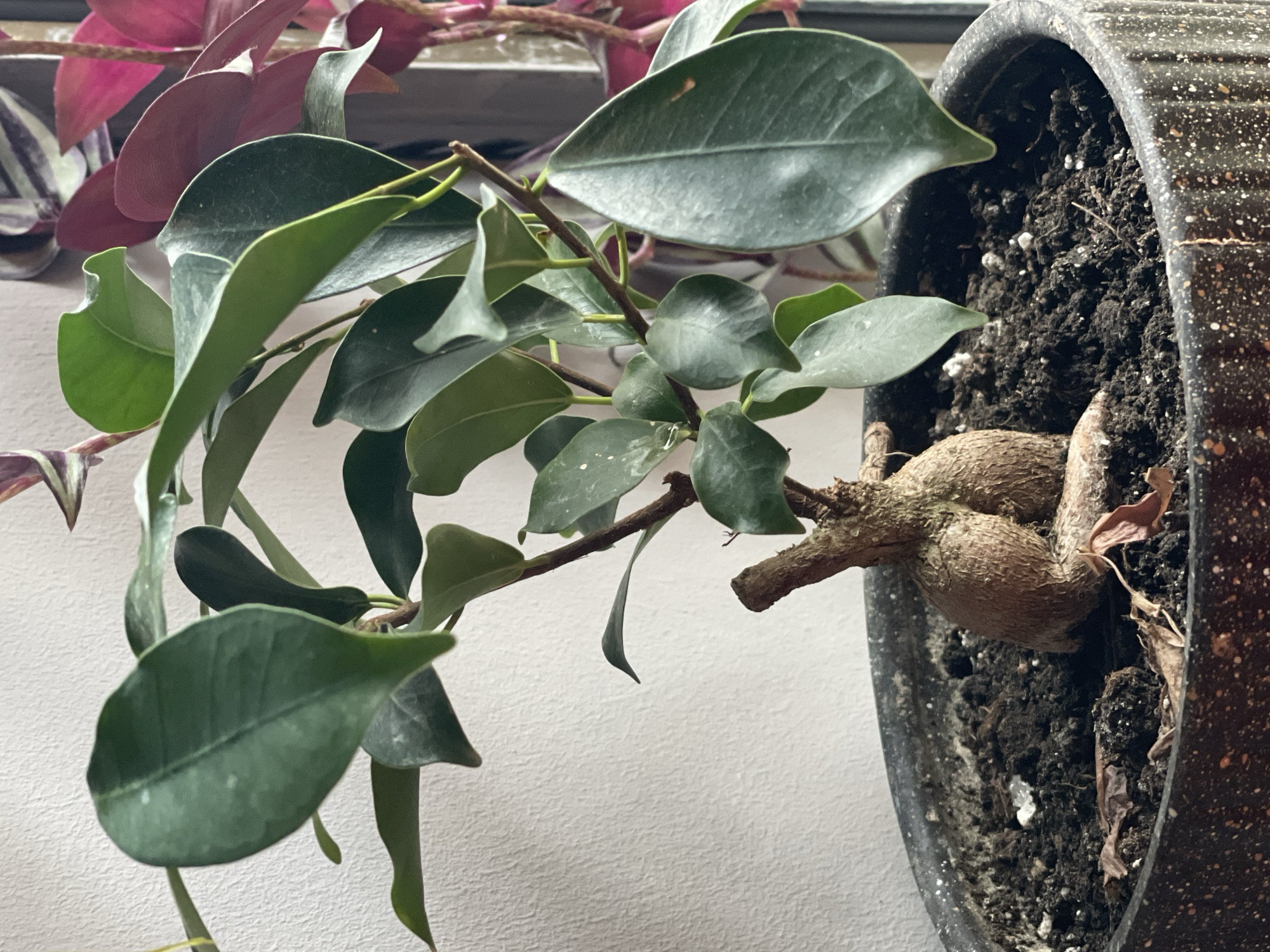 A houseplant in a black, speckled pot sits near a window. The plant has smooth, green leaves. Part of the caudex is visible above the soil, alongside a brown branch with leaves emerging. Another potted plant with purple and striped leaves is in the background. The backdrop is a textured, white wall. Location: Likely indoors, Batumi, Georgia.