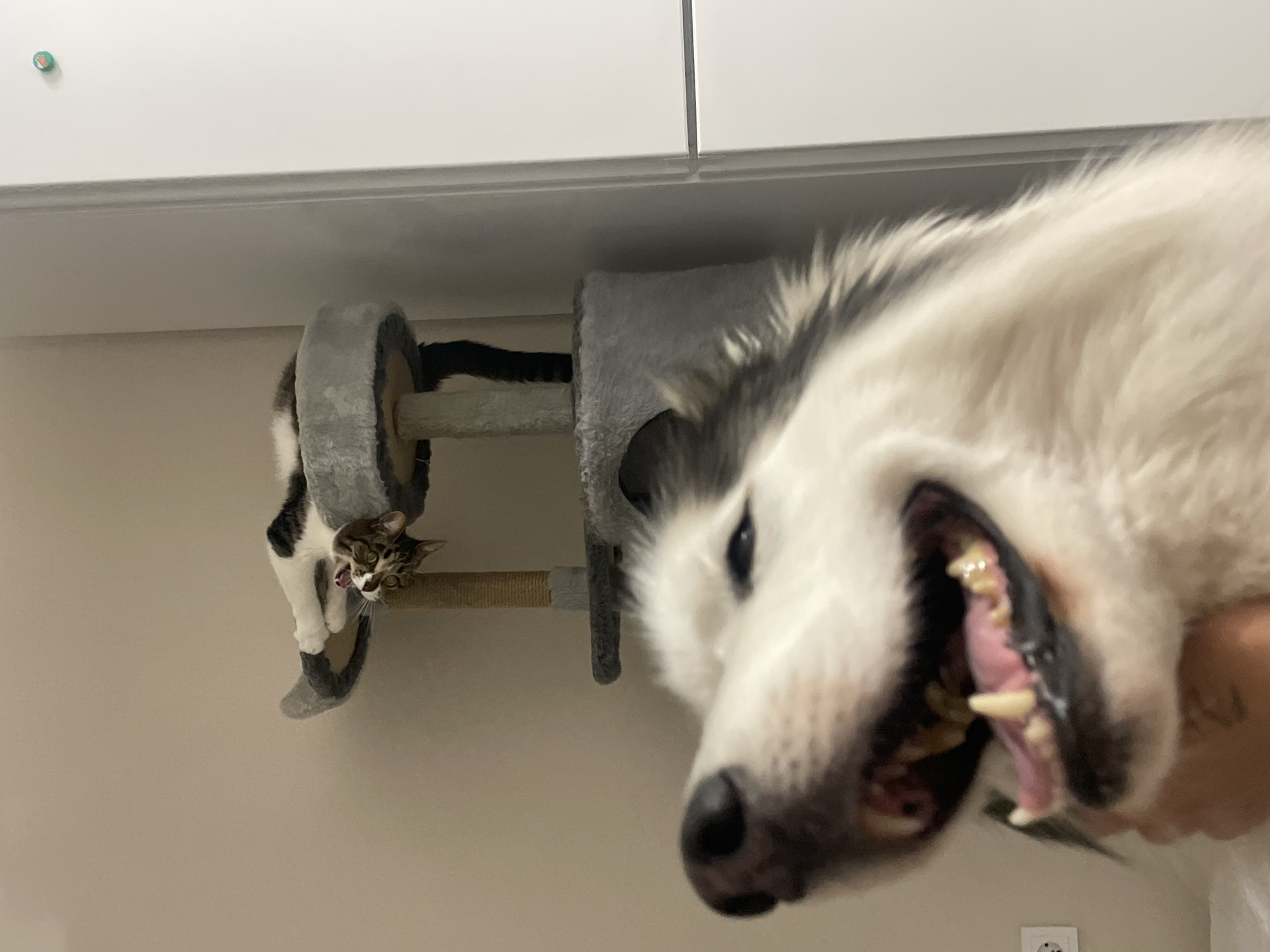 The image shows a low-angle view of a white and grey dog with its mouth open in the foreground, and a cat on a grey cat tree in the background. The cat is perched on one of the tree's levels, looking down. The background consists of a beige wall and white cabinets. There is an electrical outlet in the lower right corner.
The city and country were not mentioned, so it is impossible to know if it is Izhevsk, Russia.