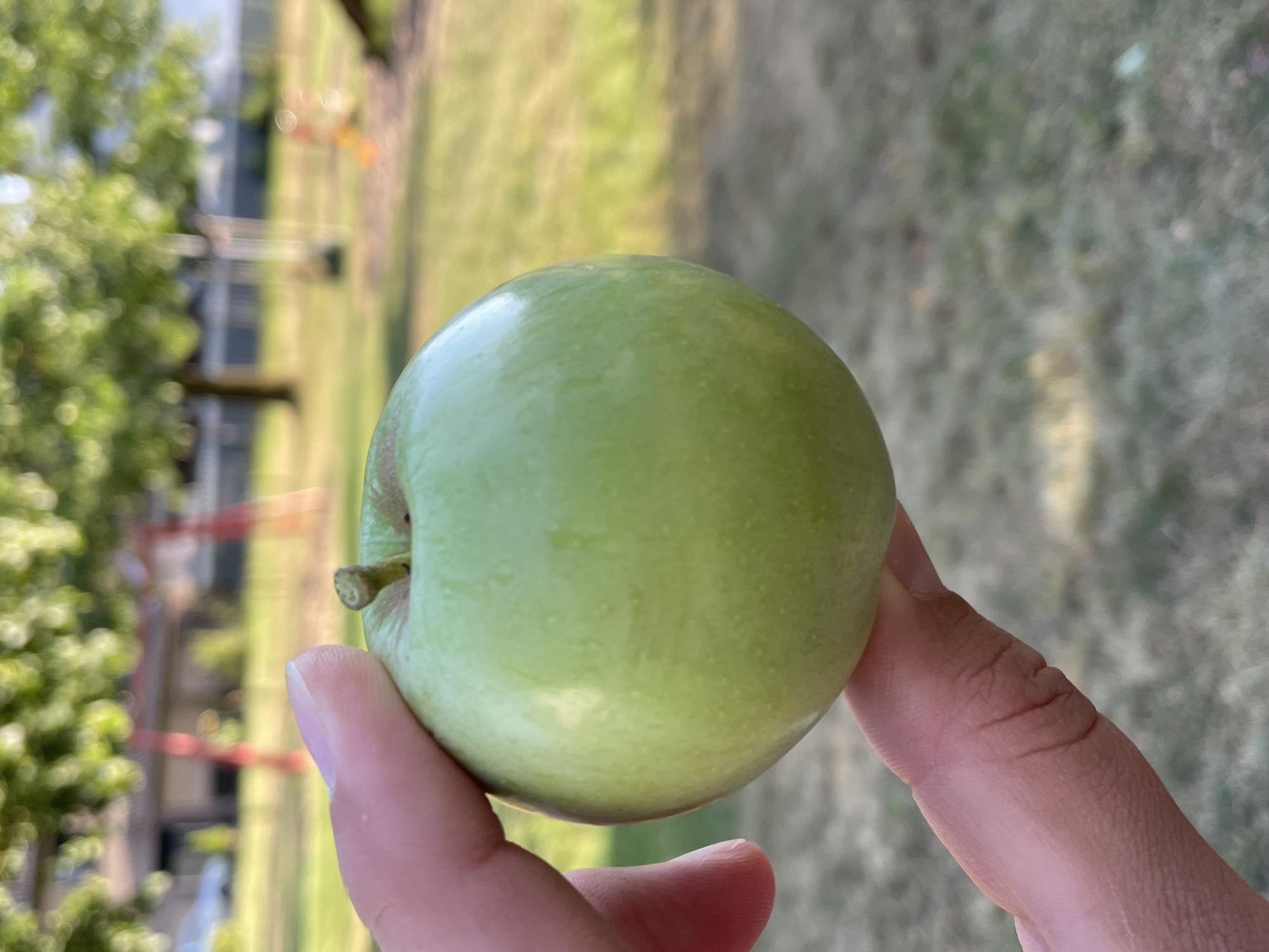 In a close-up shot, a person's hand holds a green apple outdoors. The apple is positioned in the foreground, taking up a significant portion of the frame. The hand, with visible skin texture and wrinkles, supports the apple from below and the side. The apple itself is a uniform, bright green, with a small brown mark near the stem, and appears to be firm and round.
In the background, a blurred park-like setting is visible. A green lawn covers the ground, with patches of dry grass and fallen leaves. Several trees with lush green foliage are scattered across the landscape. In the mid-ground, a red structure, possibly part of a playground, is visible. Further in the distance, hints of buildings and a car can be discerned through the foliage. The lighting suggests it is daytime, with sunlight illuminating the scene and creating highlights on the apple. The overall impression is that of a casual outdoor setting, likely a park or backyard in Hennef, Germany, where the photo was taken.