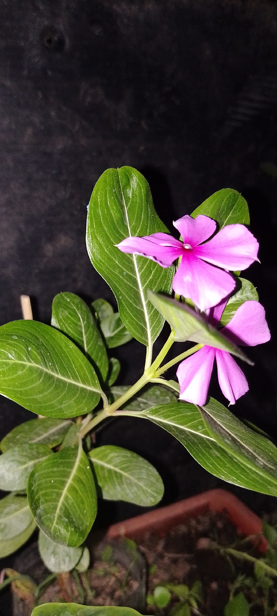 A close-up, vertical shot captures a branch of green-leafed plants with three vibrant pink flowers. The flowers, with their five petals each, are the focal point, with the topmost bloom being the most prominent. The leaves are oval-shaped with prominent veins and a slight sheen, suggesting they are recently watered or dewy. The background is a dark, textured surface, possibly a wall or fabric, providing a stark contrast to the bright flowers. The plant appears to be in a pot, partially visible at the bottom right, containing dark soil and other small green shoots. The overall lighting is dim, with the subjects illuminated by a light source not visible in the frame, creating a dramatic effect. The image is taken at night, likely outdoors, in a garden or patio setting. This scene could be found in a residential area of Pekutatan, Indonesia, where such flora is common.