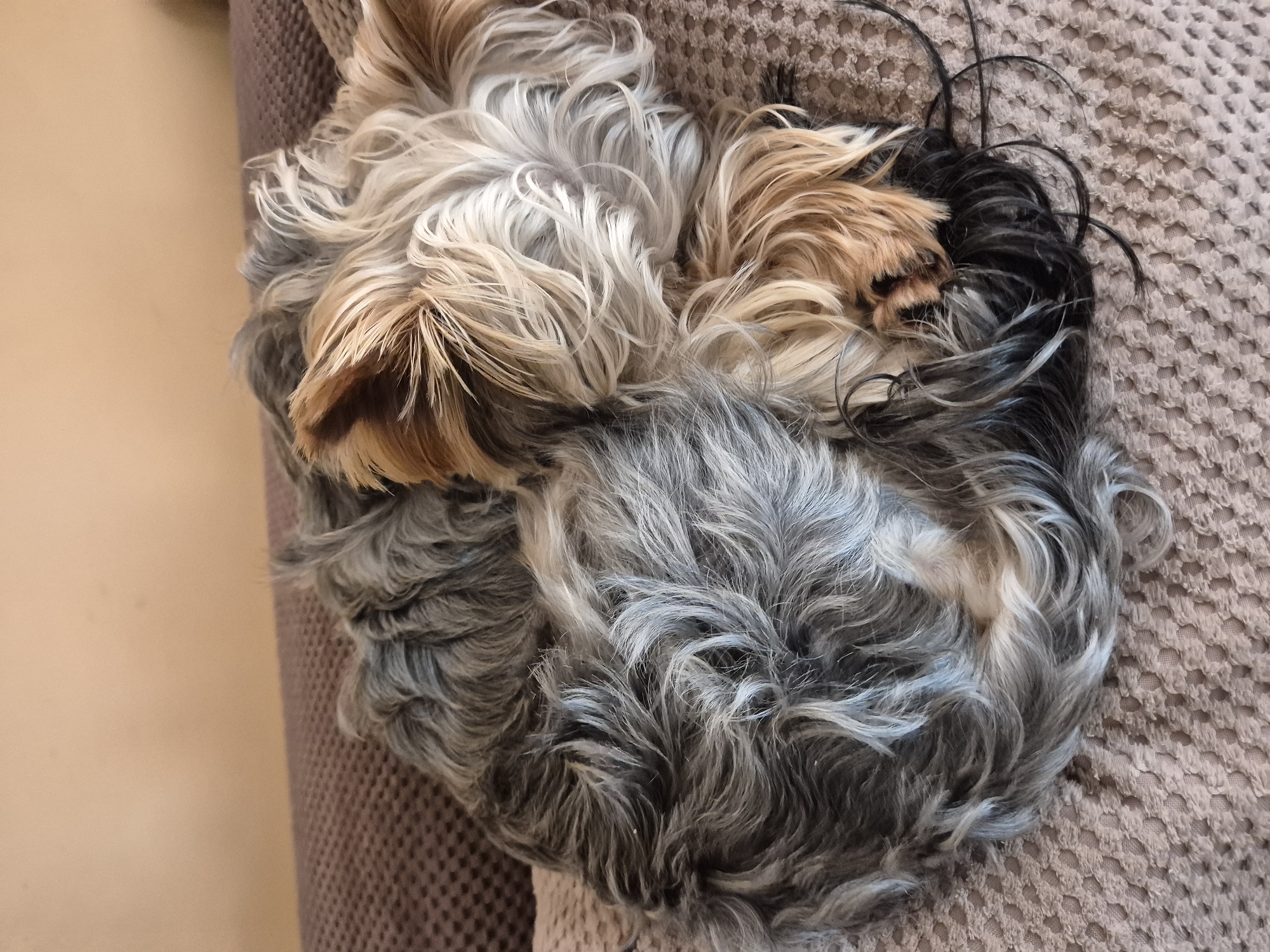 A curled-up, tri-colored Yorkshire terrier is resting on a textured beige surface. The dog's fur is a mix of tan, grey, and black. The left edge of the image shows a light brown surface. The location is not discernible from the image.