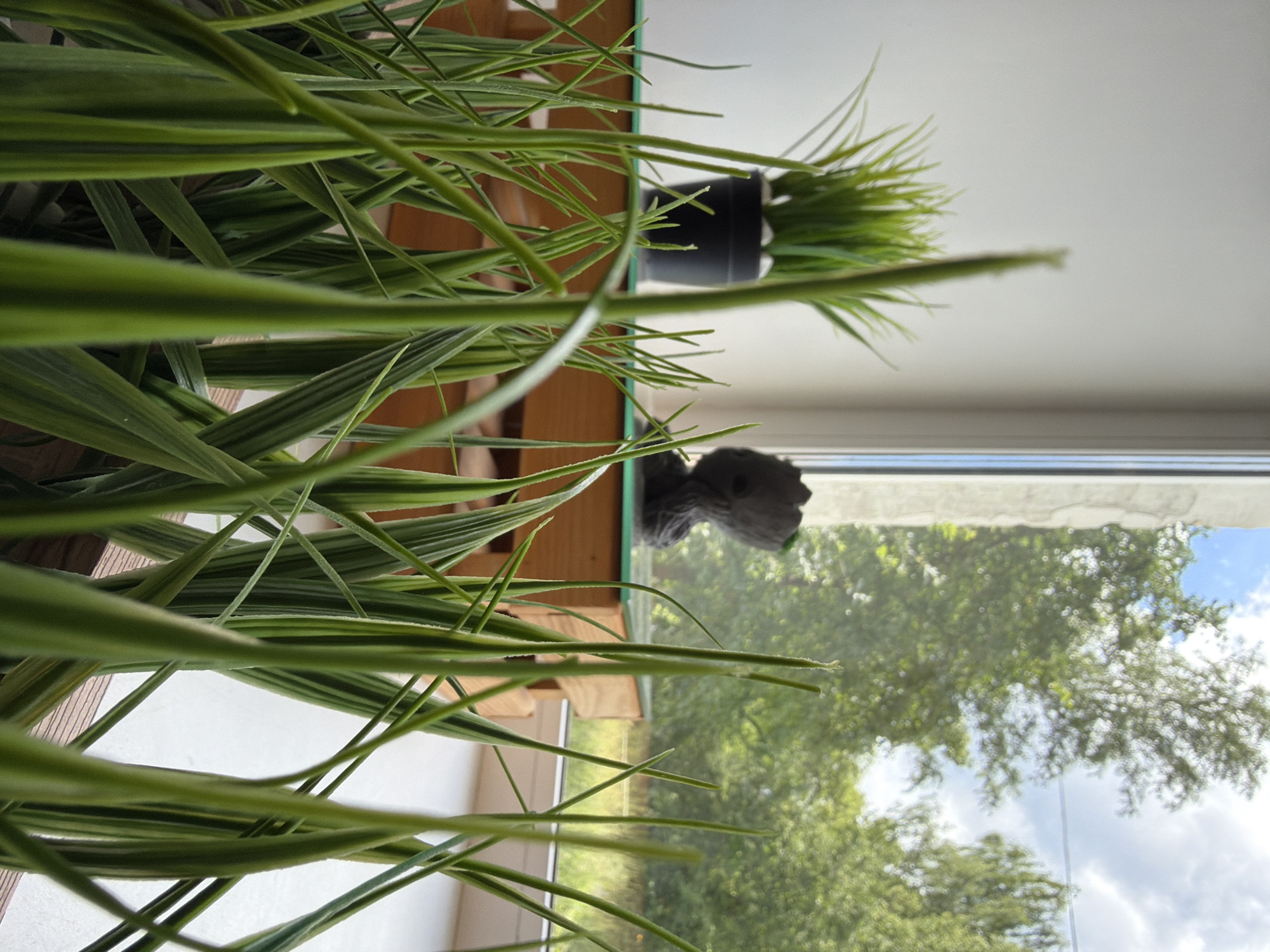 The image displays a close-up view of lush green foliage in the foreground, obscuring most of the scene. Behind the leaves, a small black pot containing more greenery is visible, suggesting an indoor plant. A glass surface separates the plant from the background, where a blurred window reveals a bright, overcast sky and the branches of leafy trees. The overall impression is of a plant placed near a window, likely in a domestic setting. The lighting suggests it is daytime, with diffused sunlight filtering through the clouds. The leaves of the plant are long and slender, with a variegated pattern of lighter green stripes. A small, dark, somewhat amorphous object is also partially visible on the glass surface, near the potted plant. No text is visible in the image.