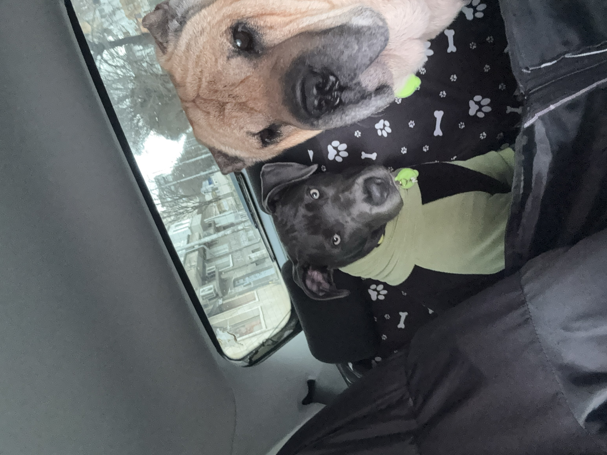 Two dogs are in a car. A light brown dog is above a gray dog that is wearing a green shirt. They are in a black dog bed with white paw prints and bones. The window shows buildings, trees, and a gray sky.
