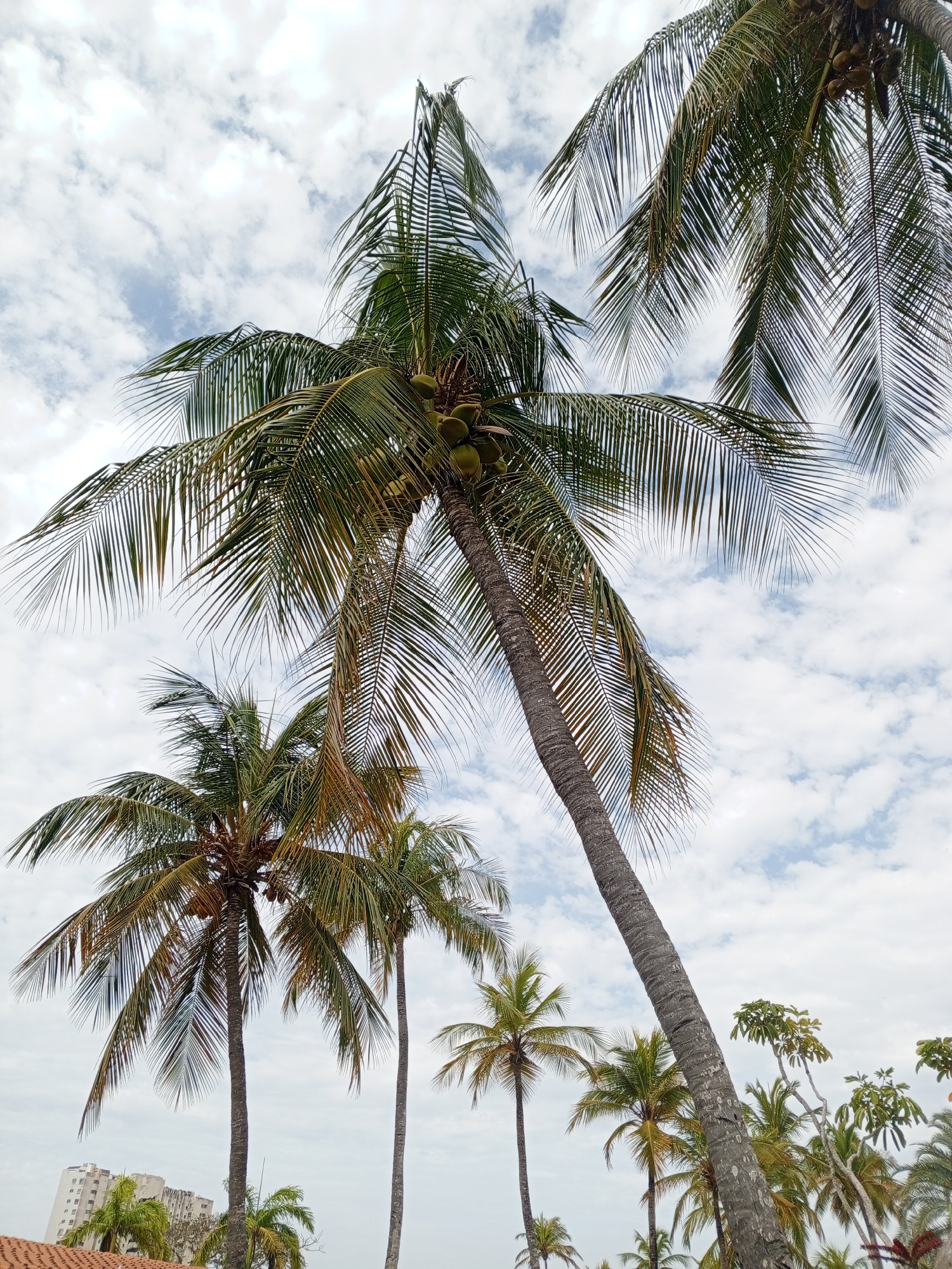 The image shows a cluster of palm trees against a cloudy sky. The trees vary in height and maturity, with some bearing coconuts. The scene is likely located in Porlamar, Venezuela, given the context. The presence of buildings in the lower left suggests an urban or suburban environment. Other vegetation is visible at the base of the palm trees. No people are visible in the frame.