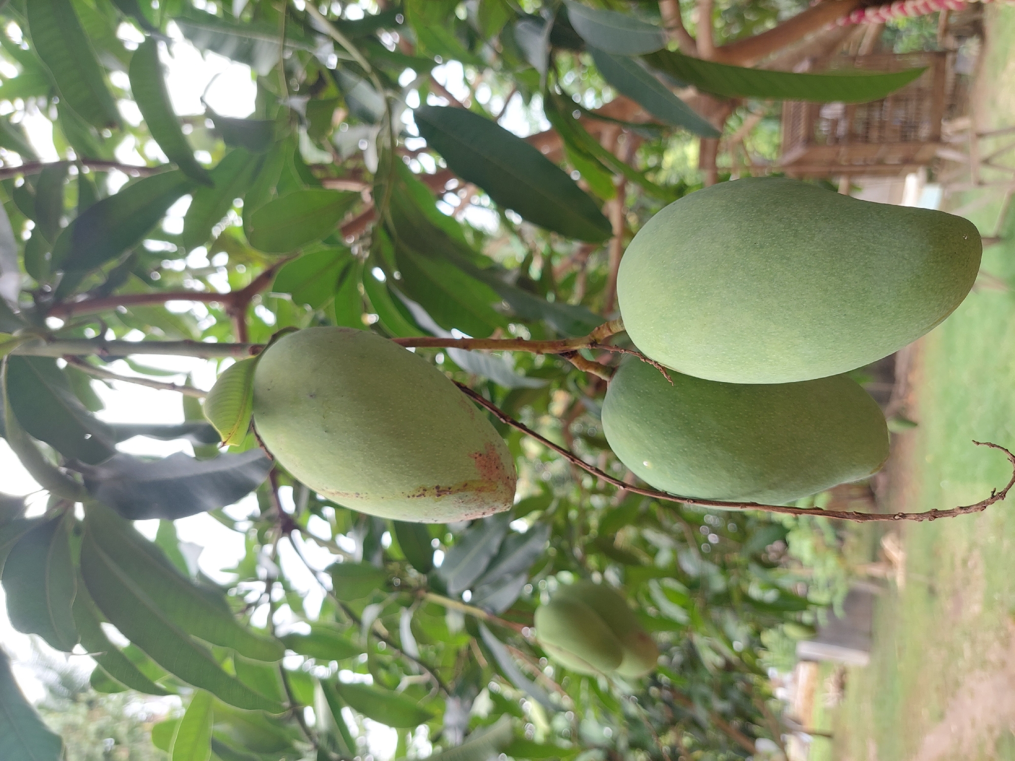 The image shows a close-up view of unripe green mangoes hanging from a tree. There are at least four mangoes visible in varying degrees of focus, with one in the foreground on the right being the sharpest. The mangoes are oval-shaped and have a smooth skin. The background consists of blurred green leaves and branches of the mango tree, with hints of the outdoors including a wooden structure that resembles a cage, a table, and some foliage. The scene appears to be in a tropical or sub-tropical outdoor setting. The location is specified as Geulumpangsulu Timu, Indonesia.