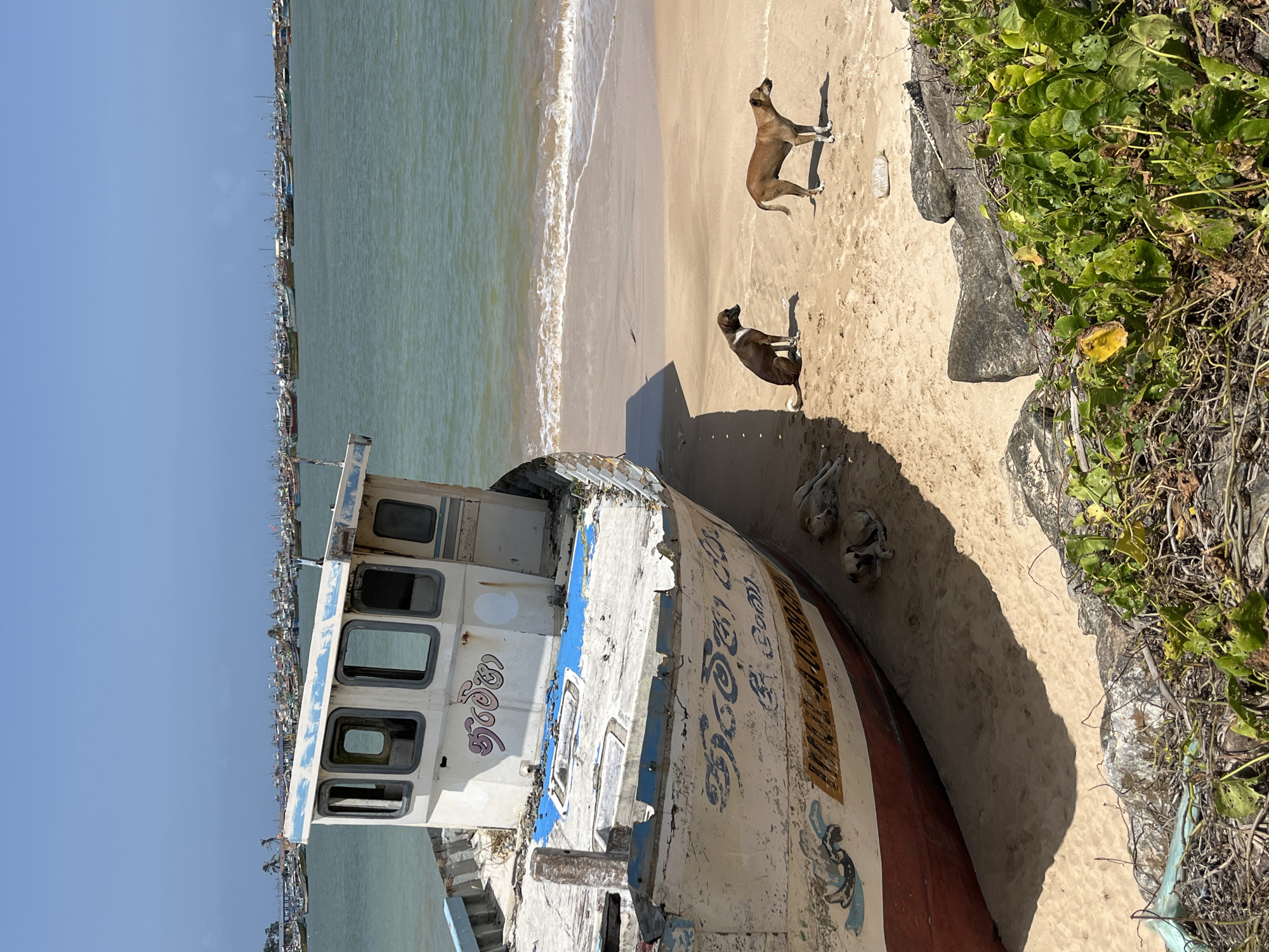 The image depicts a beach scene in Dondra, Sri Lanka, featuring an abandoned, weathered fishing boat beached on the sand. The boat, predominantly white with blue and red accents, shows signs of disrepair and has writing in a script that appears to be Sinhala. Several dogs are present on the sand: one dark brown dog sits facing left, a lighter brown dog stands to its right facing away from the viewer, and two other dogs are resting in the shade of the boat. In the background, a vast expanse of the ocean is visible, dotted with numerous fishing boats anchored in a harbor or bay. The sky is clear and blue, indicating a sunny day. The foreground is partially obstructed by rocks and dense green vegetation.