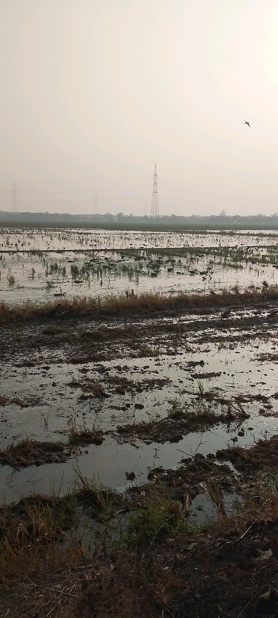 A wide shot captures a flooded agricultural field in Satriajaya, Indonesia, under an overcast sky. The foreground is dominated by dark, muddy earth and shallow water with scattered dry grass and vegetation. Beyond this, the field stretches out, filled with murky water reflecting the pale sky. Numerous ducks are visible in groups across the waterlogged expanse, some appearing to be feeding or resting. In the mid-ground, rows of cut stalks or stubble are evident, indicating a recent harvest. Distant power transmission towers and a faint, hazy line of trees and buildings form the horizon. A single bird is in flight high in the sky, a small dark silhouette against the light sky. The overall impression is one of a rural, agricultural landscape at dusk or dawn.