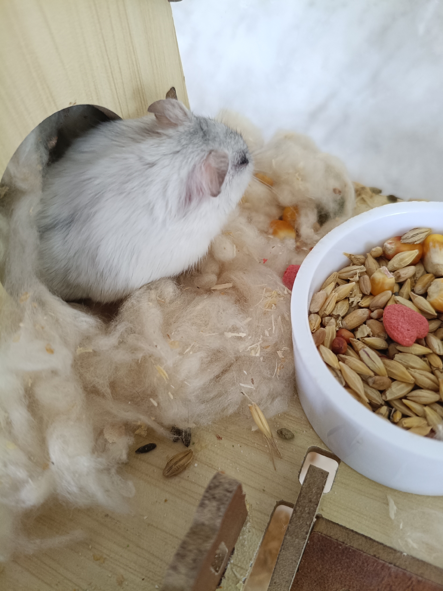 A light gray hamster is nestled in soft, white bedding within a wooden enclosure. To the right of the hamster is a white bowl filled with a mix of seeds, grains, and red heart-shaped treats. Some of the bedding appears to be scattered around the enclosure, with a few dark droppings visible on the wooden floor. The background is a blurred white, suggesting a clean environment. This scene is located in Martuni, Armenia.
