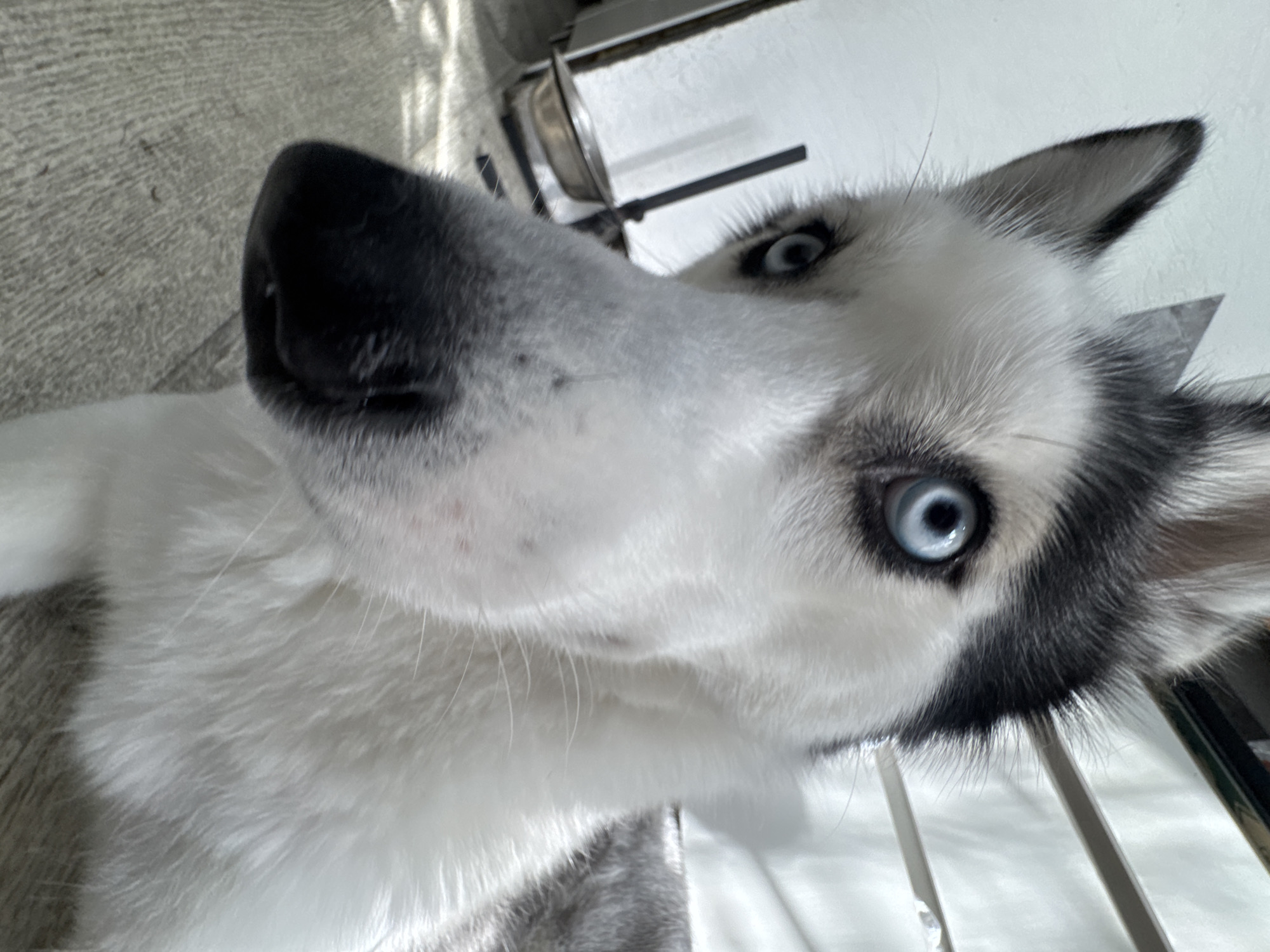 A close-up, low-angle photograph captures the face of a husky dog, looking directly into the camera with an inquisitive expression. The dog's prominent black nose is large and central in the foreground, with its white fur extending around it. Its most striking features are its bright, piercing blue eyes, which are sharply focused on the viewer. Dark black and grey fur frames the eyes and extends up towards its pointed ears, one of which is clearly visible on the right side of the frame. White fur covers the dog's chest and muzzle, showcasing its distinct markings. Fine whiskers protrude from around its snout.
The perspective suggests the camera is positioned very low, looking up at the dog, making it appear large and close. The background is mostly out of focus, featuring a textured, light grey surface on the left, possibly a floor or wall, and indistinct white and metallic elements on the right and top, indicative of an indoor setting. Soft, natural light illuminates the scene, with subtle shadows visible in the upper left corner, suggesting daylight entering from a source like a window. The dog's gaze appears attentive and curious. There is no visible text in the image.