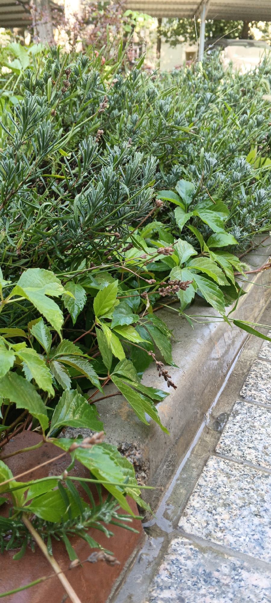 The image displays a close-up, eye-level view of lush green vegetation, including what appears to be lavender and a trailing vine with heart-shaped leaves. The plants are wet, suggesting recent rainfall. They are growing along the edge of a concrete curb, which separates the greenery from a paved area with granite tiles. The curb has a channel or groove running along its length, filled with shallow water. In the background, blurred trees and a structure with a light-colored roof are visible, hinting at an urban or semi-urban setting. There are no people or animals in the frame. The lighting suggests it is daytime, possibly late afternoon or early morning given the soft light. The scene is devoid of any specific landmarks that would pinpoint a precise location within Tashkent, Uzbekistan, beyond a general sense of an outdoor, cultivated area.