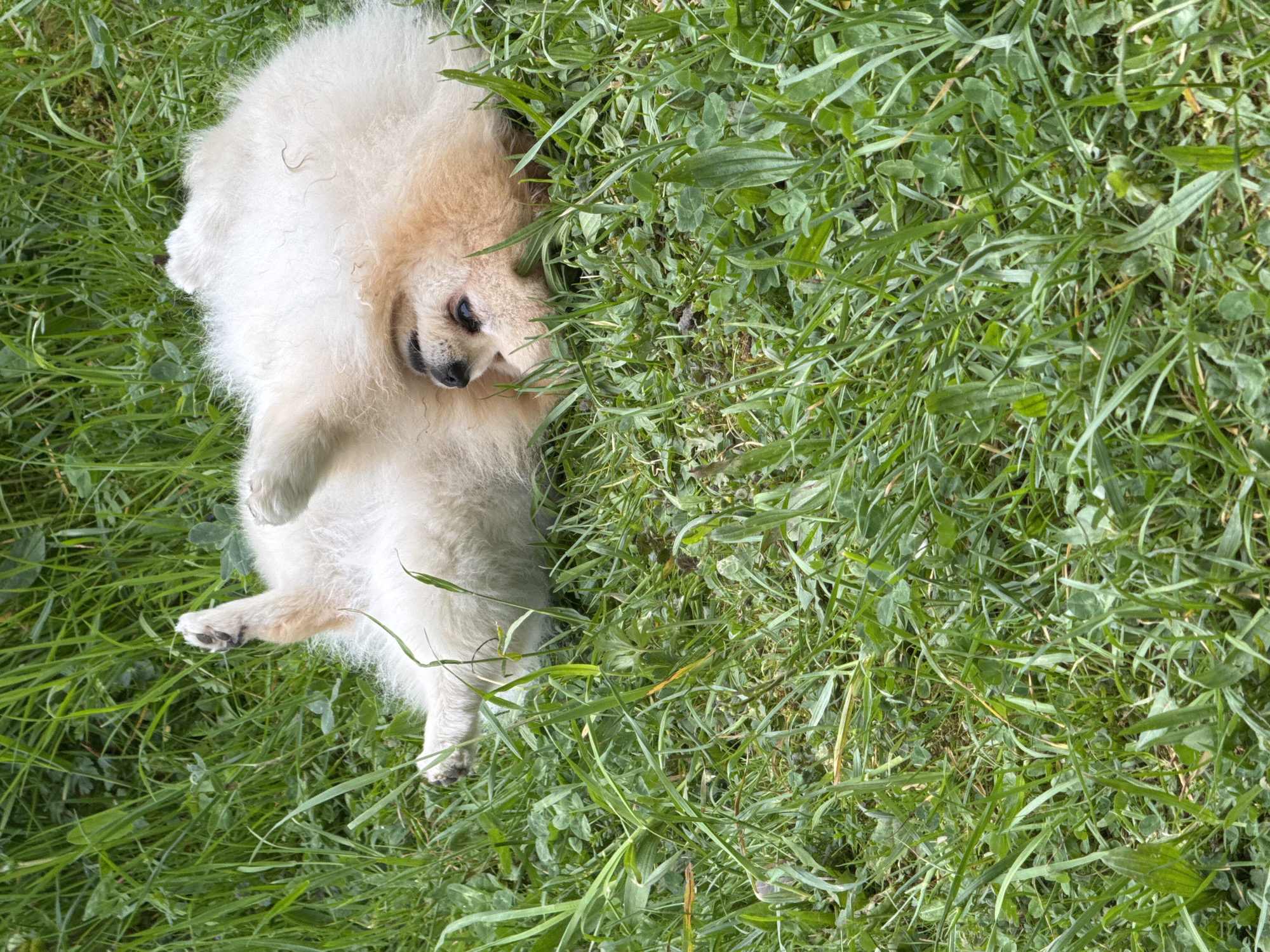 An eye-level, outdoor shot features a cream-colored, small dog lying on its back in a patch of green grass. The dog is positioned on the left side of the image, with its head near the top-left corner and its legs extending towards the bottom-left corner. The grass, which occupies most of the scene, is lush and varied, including blades and clover.
The location is unspecified in Bietigheim-Bissingen, Germany. There are no other people, subjects, or objects visible. The primary action is the dog lying in the grass. Interactions are not directly observed. The environment is a grassy outdoor area.
