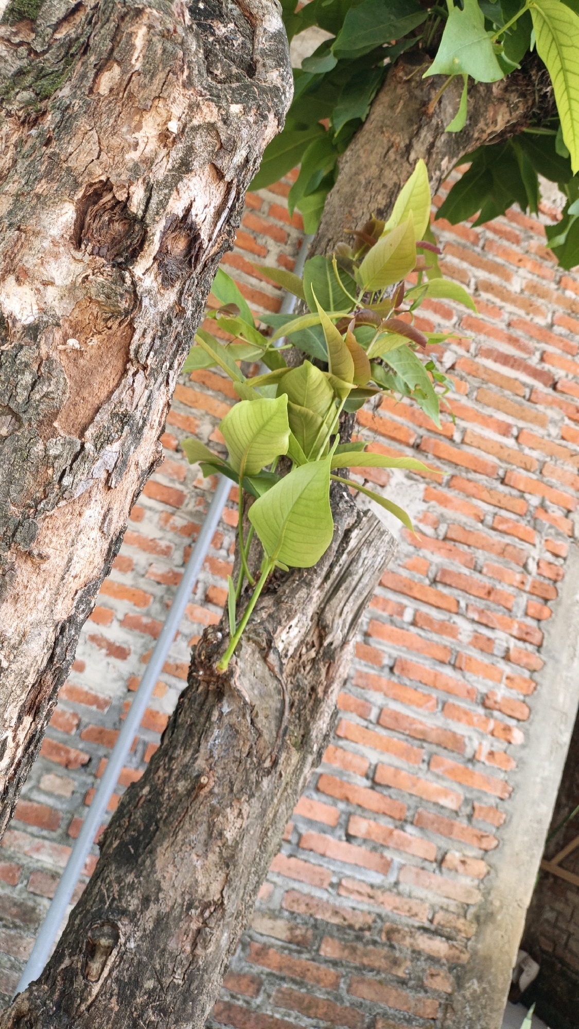 The image is a close-up view of two tree trunks against a blurred background of an orange brick wall and a gray pipe. The tree on the left has rough, textured bark with visible cracks and a dark, hollowed-out area near the top. New green leaves are emerging from the thinner trunk on the right, which has smoother bark and a prominent knot. The brick wall in the background shows the texture of individual bricks and mortar. The scene appears to be outdoors, possibly in a garden or yard in Cikal, Indonesia, given the context provided. No people are visible in the image.