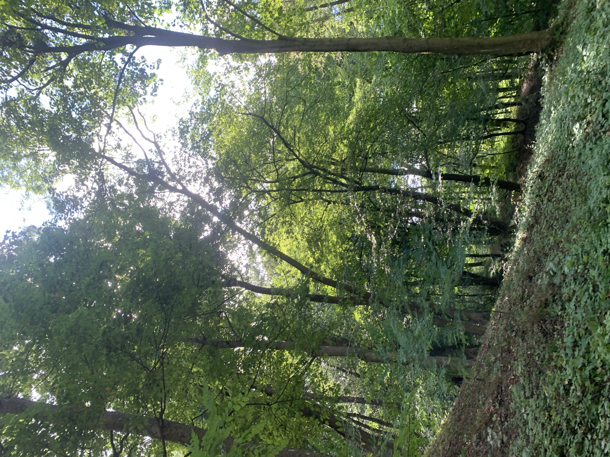 The image depicts a sun-dappled forest floor and dense foliage in Lviv, Ukraine. The foreground is covered in lush green ground cover, with a steep, brown, leaf-strewn embankment on the left. Several tall trees with green leaves rise vertically, their branches extending into the bright, hazy sky, creating a canopy effect. Sunlight filters through the leaves, casting dappled light and shadows throughout the scene. The environment appears natural and untamed, indicative of a park or forest area within or on the outskirts of the city. No people are visible in the image.