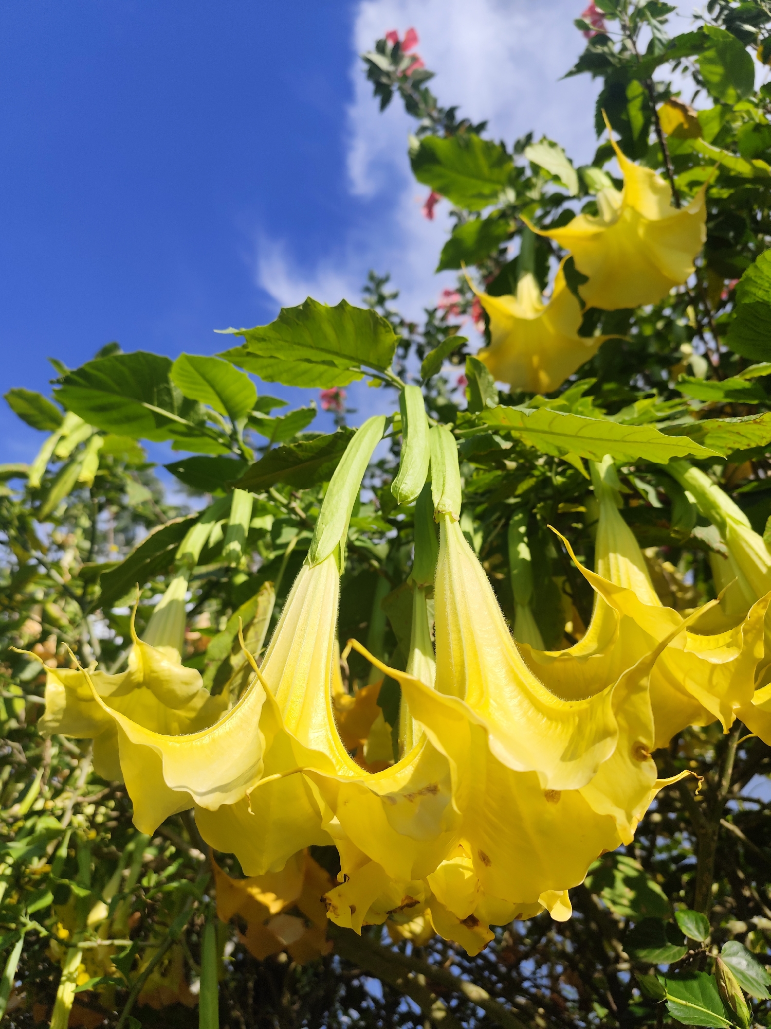 A low-angle medium shot captures a cluster of bright yellow trumpet-shaped flowers hanging from a green leafy plant. The flowers are the primary subjects, with their long, pendulous forms dominating the foreground. They appear to be Angel's Trumpets, known for their striking appearance. In the background, a clear blue sky with scattered white clouds is visible, suggesting an outdoor setting. The image is likely taken in Da Lat, Vietnam, a city known for its floral beauty and lush vegetation. The lighting suggests it's daytime, with the sun illuminating the flowers and casting soft shadows. There are no people or animals present in the frame. The overall impression is one of natural beauty and tranquility, with the vibrant yellow flowers contrasting against the blue sky.