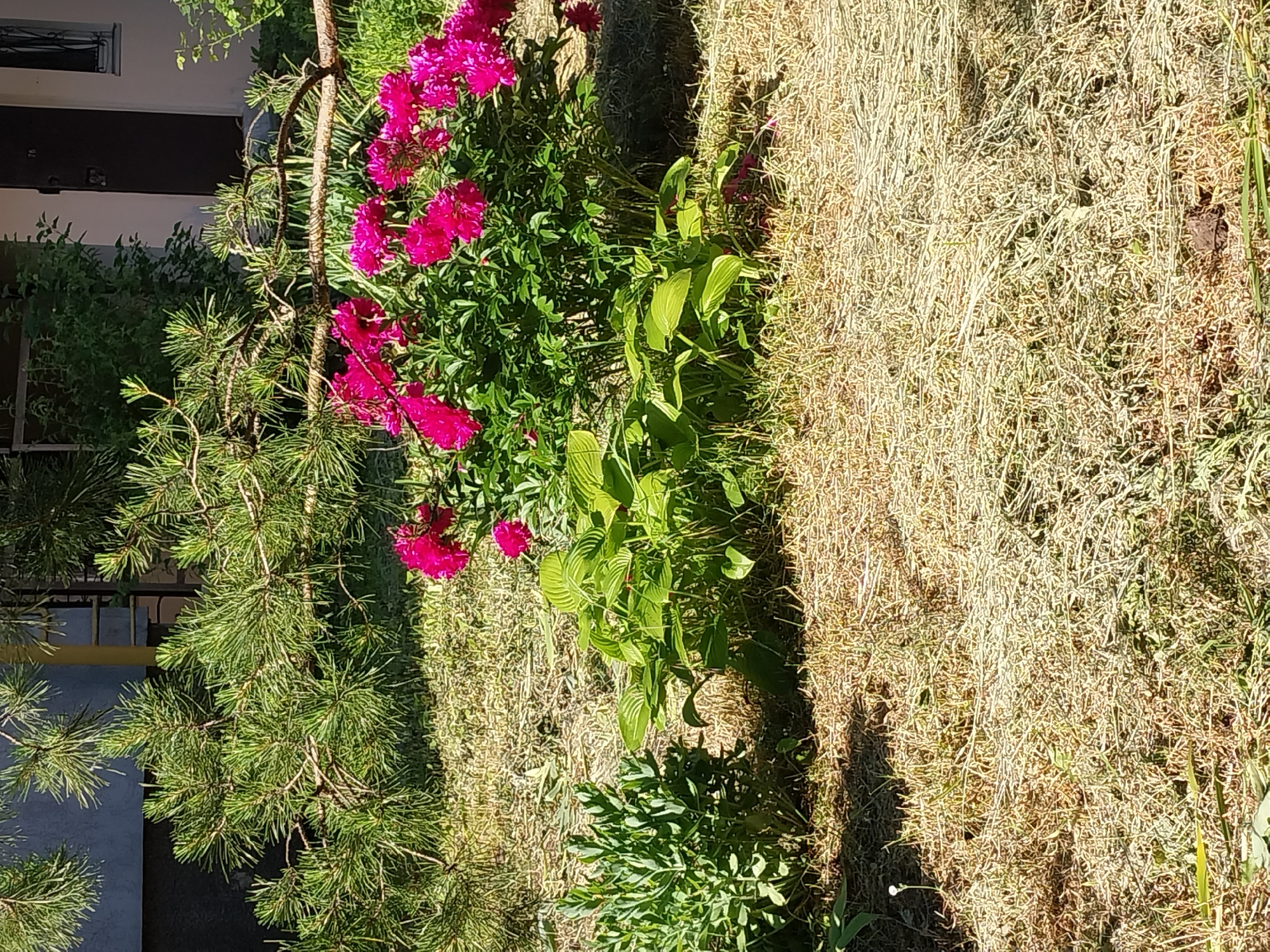 The image shows a sunlit garden scene in Doslidne, Ukraine. In the foreground, dry, light brown grass covers the ground. A cluster of bright pink peonies is blooming prominently in the center-right of the frame, with lush green foliage surrounding them. To the left of the peonies, a hosta plant with large, ribbed green leaves is visible. Further to the left, a bush with small, dense green leaves is present. Overhead, a pine tree branch with green needles extends across the upper portion of the image. In the background, a building with dark brown doors and a window with a black metal grate can be seen. The scene is characterized by bright sunlight casting shadows.