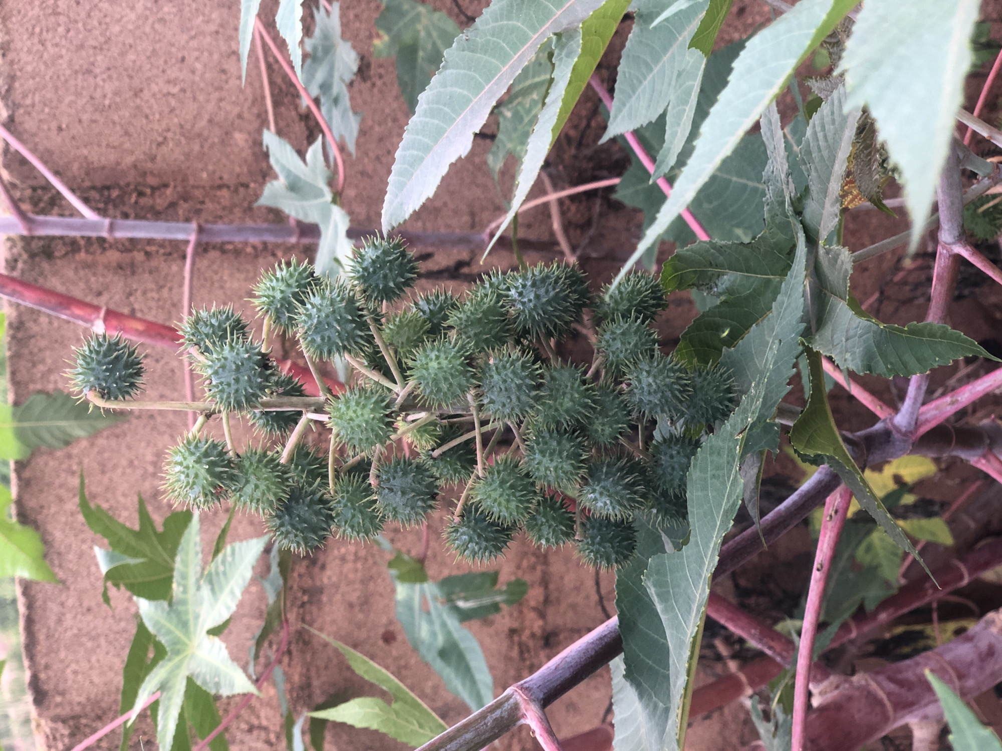 The image shows a close-up of a castor bean plant (Ricinus communis) with spiky green seed pods. The plant has large, palmate leaves and thick, reddish-purple stems. The seed pods are clustered along a central stem, each covered in numerous sharp spines. The background consists of a rough, reddish-brown textured wall or fence. The scene appears to be outdoors, possibly in a garden or natural setting. The location in Bar Jirgi Summa, Nigeria, is not visually indicated in the image.