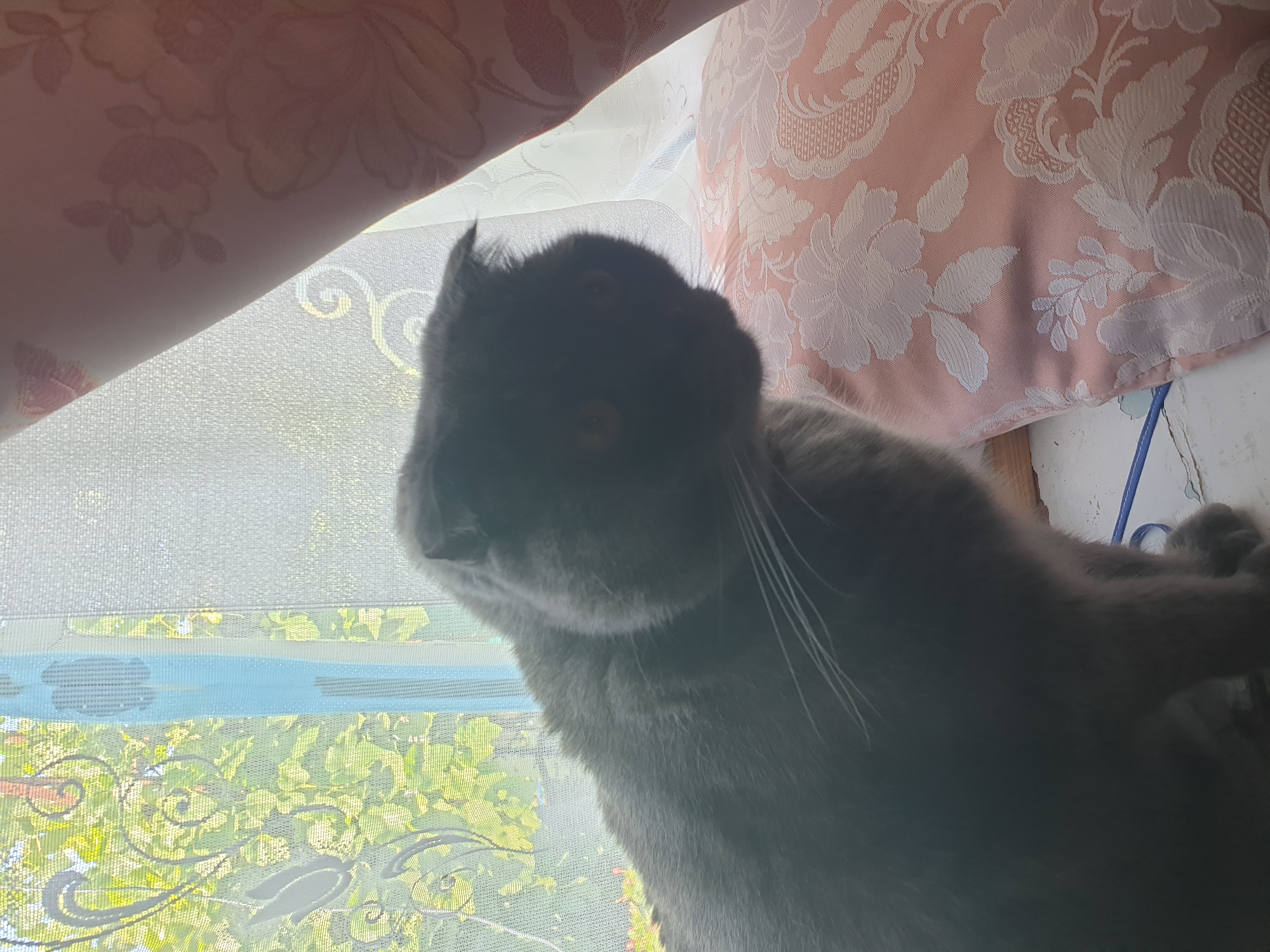 A grey Scottish Fold cat sits on a windowsill in a room with sheer curtains and a patterned pillow. Outside the window, green foliage is visible, suggesting a natural setting. The room is brightly lit by natural light, creating a serene atmosphere. The location is identified as Lozovyi Yar, Ukraine.