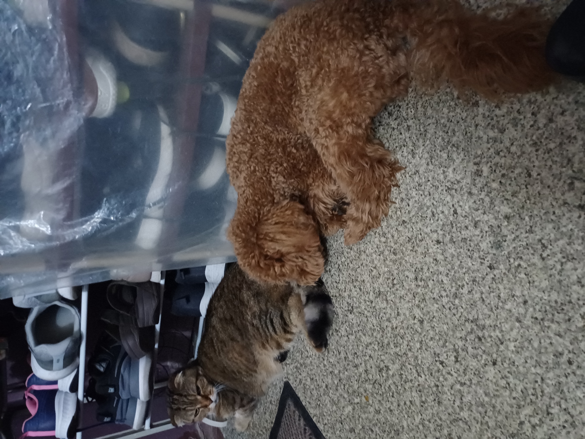 A tabby cat and a brown poodle are lying on a speckled carpet. The cat is on the left, facing left, with its tail curled around its body. The poodle is on the right, facing left, with its head resting on its paws. Behind them is a shoe rack filled with shoes, and a clear plastic sheet is draped over some of the shoes. The scene appears to be indoors, possibly in an apartment or house in Kyiv, Ukraine.
