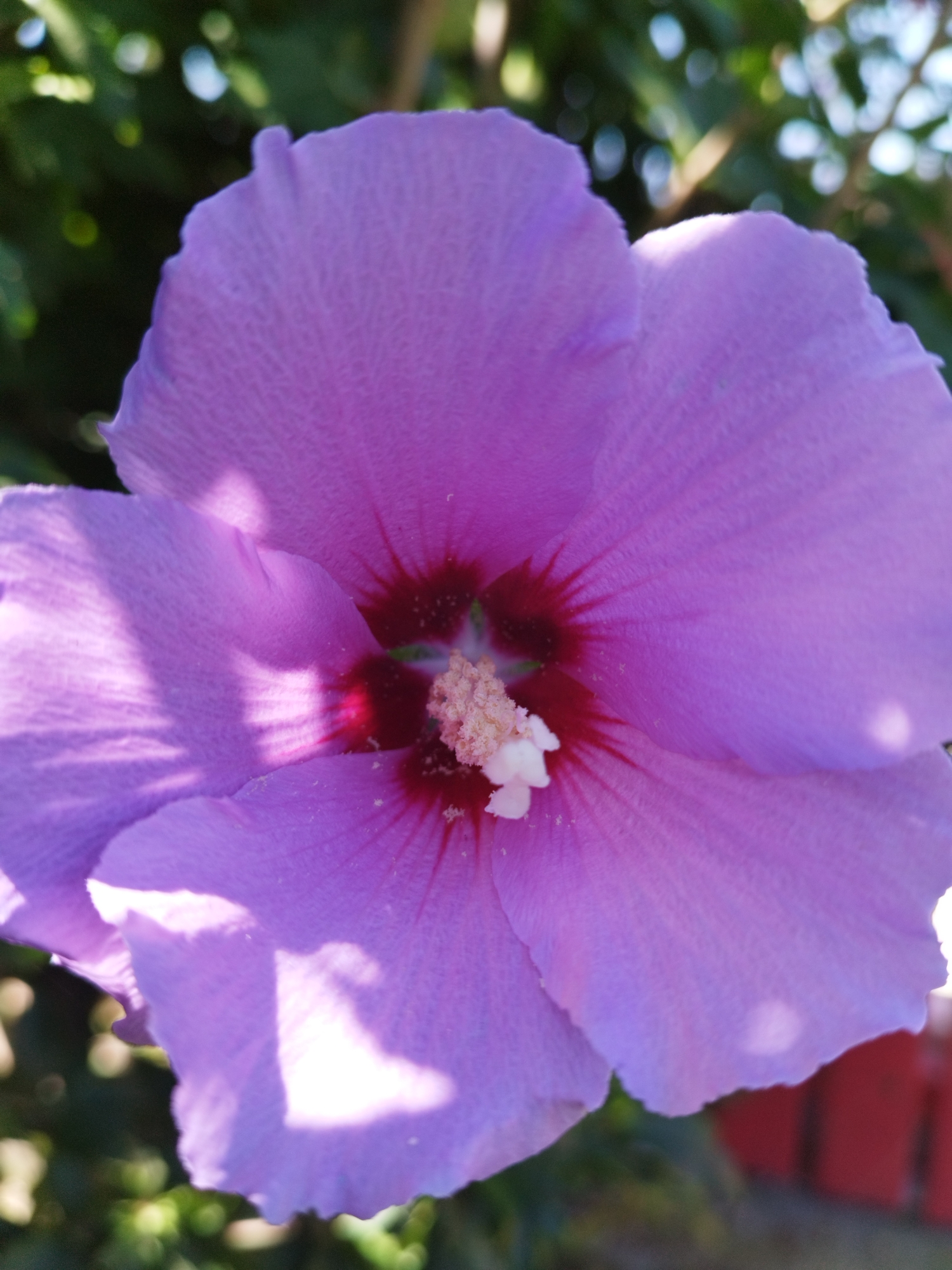 A close-up, low-angle, natural light, outdoor photograph depicts a single, large, lavender-pink hibiscus flower in full bloom. The flower is positioned centrally and fills most of the frame, with its petals unfurling outwards. The center of the flower is a deep crimson, from which thin red veins radiate outwards onto the petals. A cluster of pale yellow stamens topped with white pistils is visible at the very heart of the bloom. The petals are soft and delicate, with a slightly textured surface, and are catching the sunlight, creating bright highlights and soft shadows. In the background, out of focus, are green foliage and bokeh circles of light, suggesting a garden setting. There is a blurred, reddish-brown object in the lower right corner, possibly a fence or planter. The image was taken in Bucharest, Romania, likely in a park or residential garden during daylight hours.