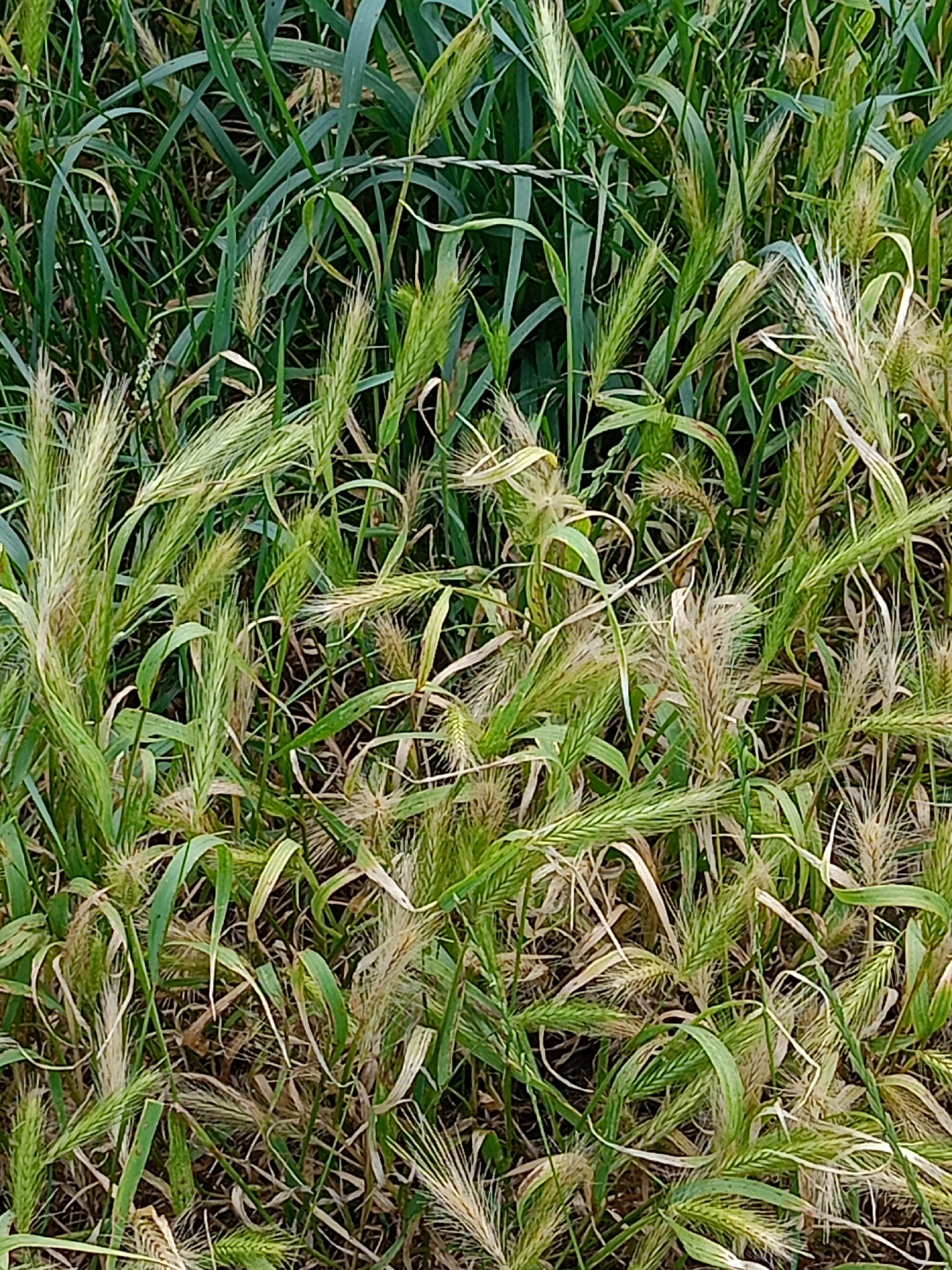 This is a close-up, overhead shot of a dense field of grass, featuring a mix of green and dry stalks. The grass is predominantly composed of feathery seed heads, some in shades of light green and others dried and golden-brown. The stalks are long and thin, with some appearing bent or interwoven. The background is a blur of dark earth and more grass, suggesting a natural, outdoor setting. The lighting appears to be natural, possibly daylight, as there are no harsh shadows or artificial light sources visible. The overall impression is one of wild growth and the natural cycle of plant life. There is no visible text in the image.