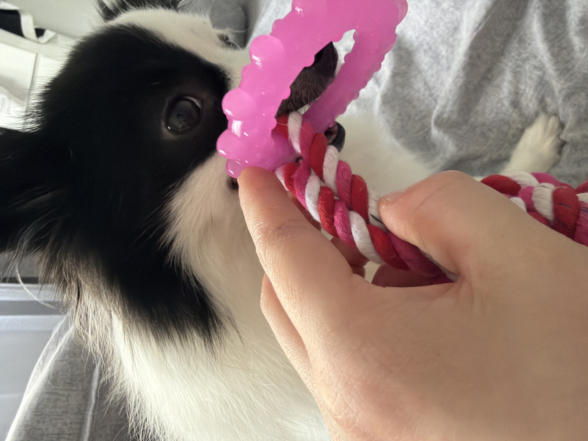 A close-up shot shows a black and white long-haired dog biting a pink plastic ring toy attached to a red and white rope. A human hand holds the rope toy near the dog's mouth. The dog's head and part of its body are visible. The scene takes place on a gray, textured surface, likely a bed or blanket. No information in the image indicates that the location is Stara Zagora, Bulgaria.