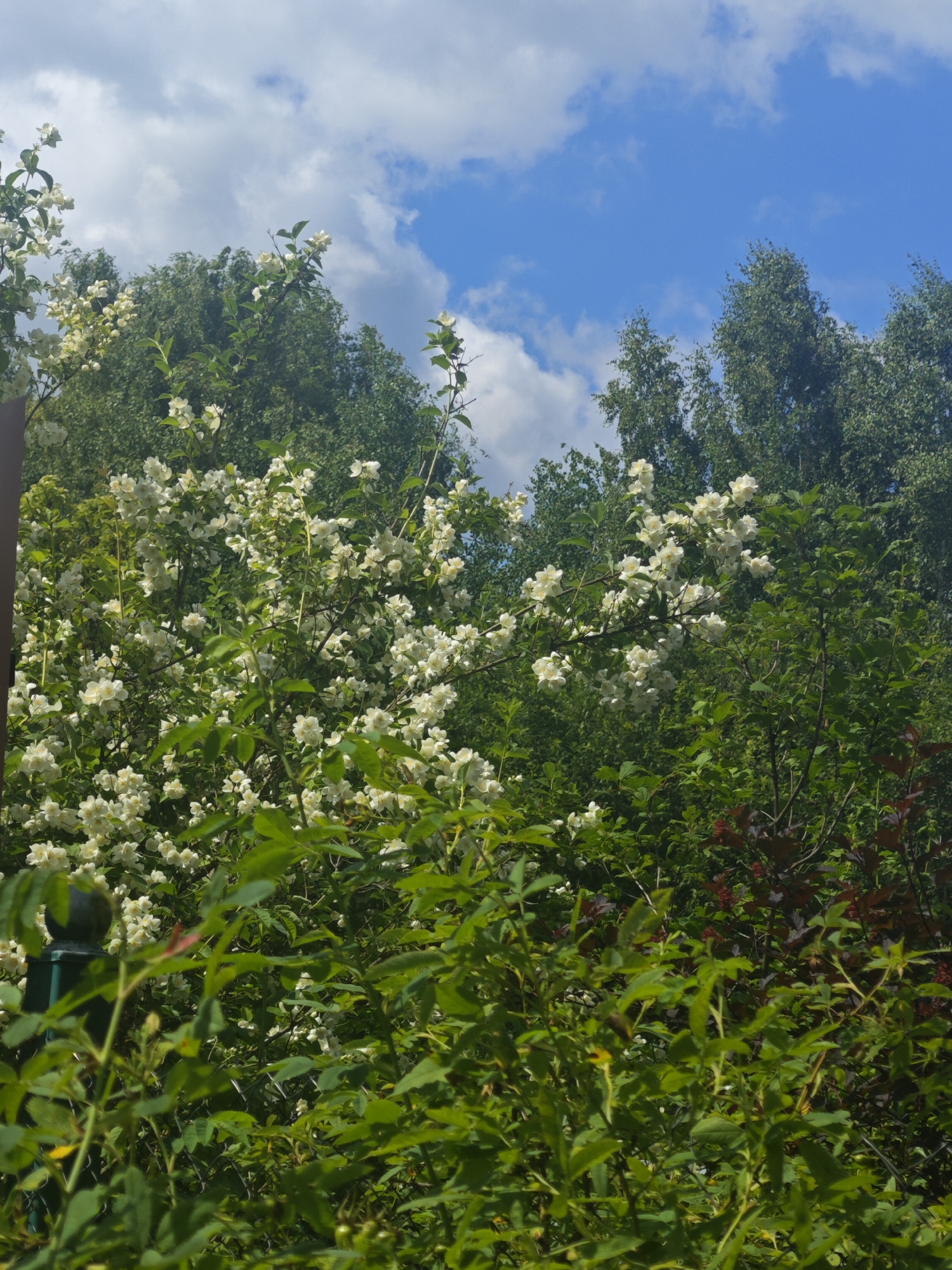In the city of Khlevino, Russia, a dense thicket of flowering shrubs and trees fills the frame. Dominating the foreground and midground are numerous white flowers, possibly jasmine, abundant on leafy branches. These flowers cascade in clusters, creating a frothy white effect against the lush green foliage. The background consists of taller, darker green trees, their tops reaching towards a partly cloudy blue sky. The overall scene evokes a sense of natural abundance and blooming vegetation under a summer sky.