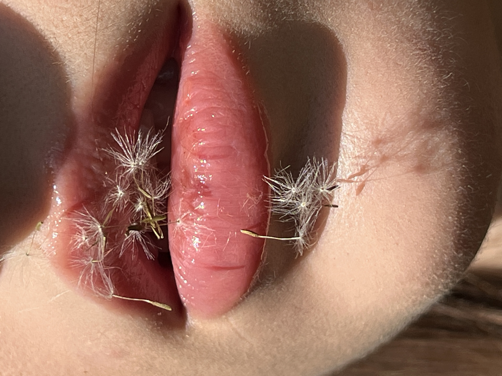 A close-up, overhead shot focuses on a person's mouth with dandelion seeds clinging to their lips. The mouth is slightly open, revealing a dark interior. The lips are plump and appear to be coated in a glossy substance that catches the light, giving them a shiny, reflective quality. Several delicate dandelion seeds, with their feathery parachutes, are scattered across the upper and lower lips, with some adhering to the glossy surface and others hanging loosely. The skin surrounding the mouth is visible, showing a subtle texture and peach fuzz. Sunlight illuminates the scene from the right, casting soft shadows and highlighting the details of the lips and seeds. The background is out of focus, creating a shallow depth of field that emphasizes the subject.