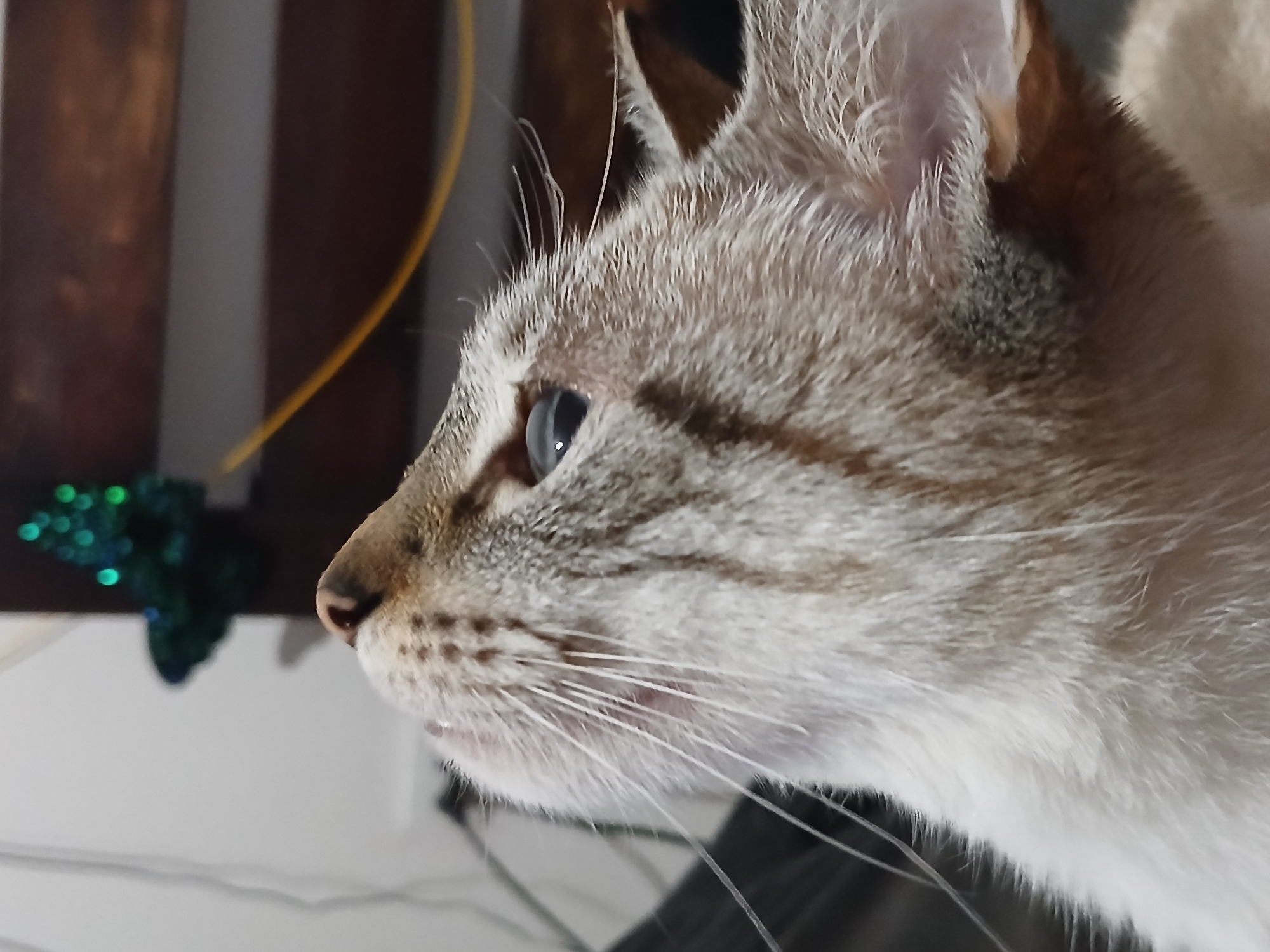 The scene depicts a domestic cat in a close-up, head-and-shoulders portrait, consistent with an indoor environment in Ciudad Guayana, Venezuela. The cat is positioned facing the viewer's right, with its head tilted back, gazing intently upwards towards the upper left quadrant of the frame. Its fur exhibits a cream and light brown tabby pattern, with a white chest and chin. The visible left eye has a dark blue iris and a partially dilated pupil. A pinkish-brown nose and numerous prominent white vibrissae are sharply defined. The background is out of focus, revealing a dark green, bokeh-blurred object with bright green circular highlights in the upper right. Below this object, two horizontal dark brown wooden elements are visible, separated by a lighter grey stripe. A thin, curved yellow cable traverses the mid-background from left to right.