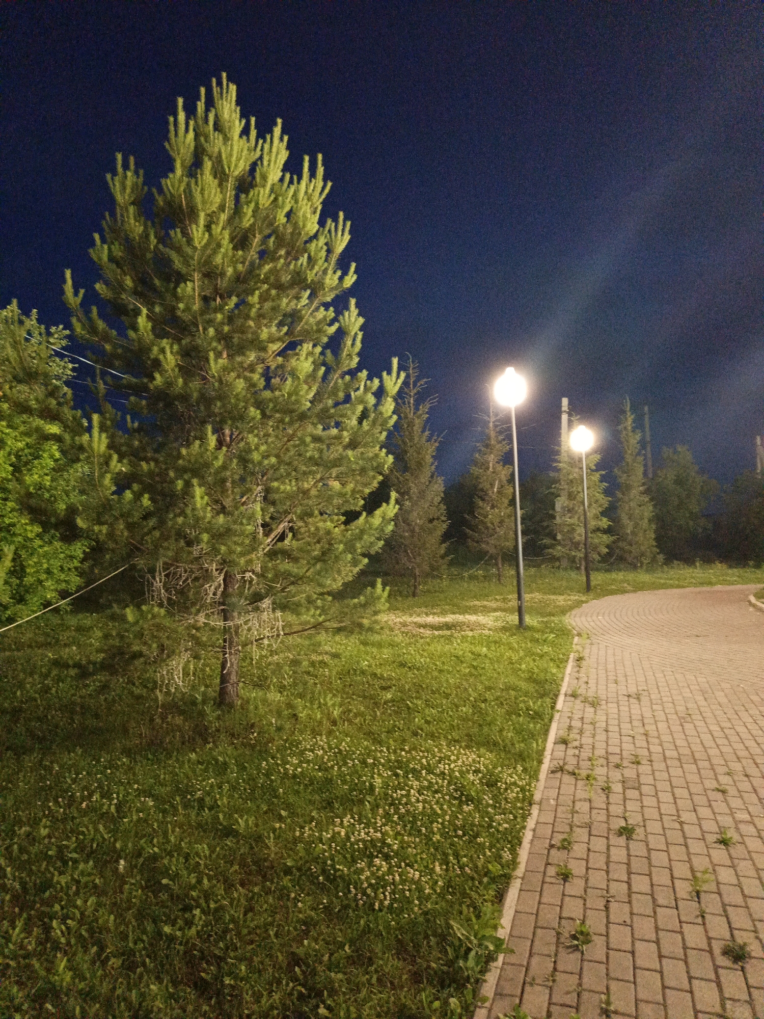 An illuminated pathway constructed of rectangular paving stones curves to the right in the foreground. To the left of the pathway, a grassy area is densely covered with small white wildflowers and other green vegetation. A tall pine tree with a dark brown trunk and light green needles stands prominently on the left side of the frame, its lower branches adorned with lichen-like growth. Behind the pine tree, a line of other trees, including coniferous varieties, is visible. The scene is lit by two tall, slender lampposts with spherical white lights, casting a warm glow on the surroundings. The background consists of a dark, clear night sky. The overall setting suggests an outdoor public space, likely a park or recreational area, in the city of Kalachevo, Russia.