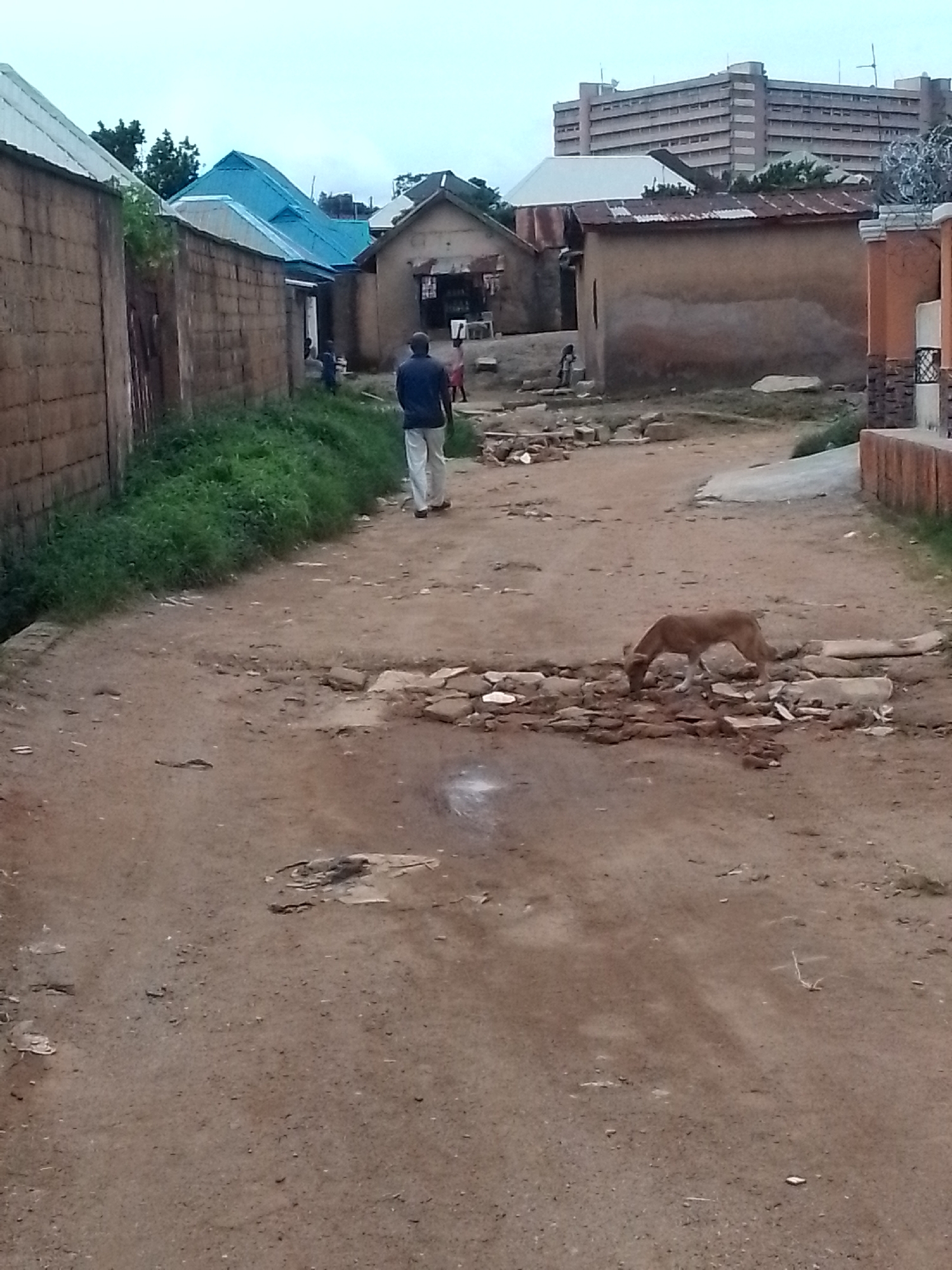 The image depicts a dirt road in an urban environment, likely in Jos, Nigeria, with a man walking away from the camera. He is wearing a blue shirt and light-colored pants. To the right of the road, a brown dog is sniffing the ground near a pile of stones and debris. In the background, there are several low-rise buildings with corrugated metal and tiled roofs, suggesting a residential or informal commercial area. Further in the distance, a large, multi-story building with many windows dominates the skyline, indicating the presence of a more developed part of the city. The overall scene appears to be an overcast day, with a slightly hazy sky. The road is uneven and appears to be in need of maintenance, with scattered stones and patches of dirt. Green grass grows along the left side of the road, bordering a wall made of concrete blocks.