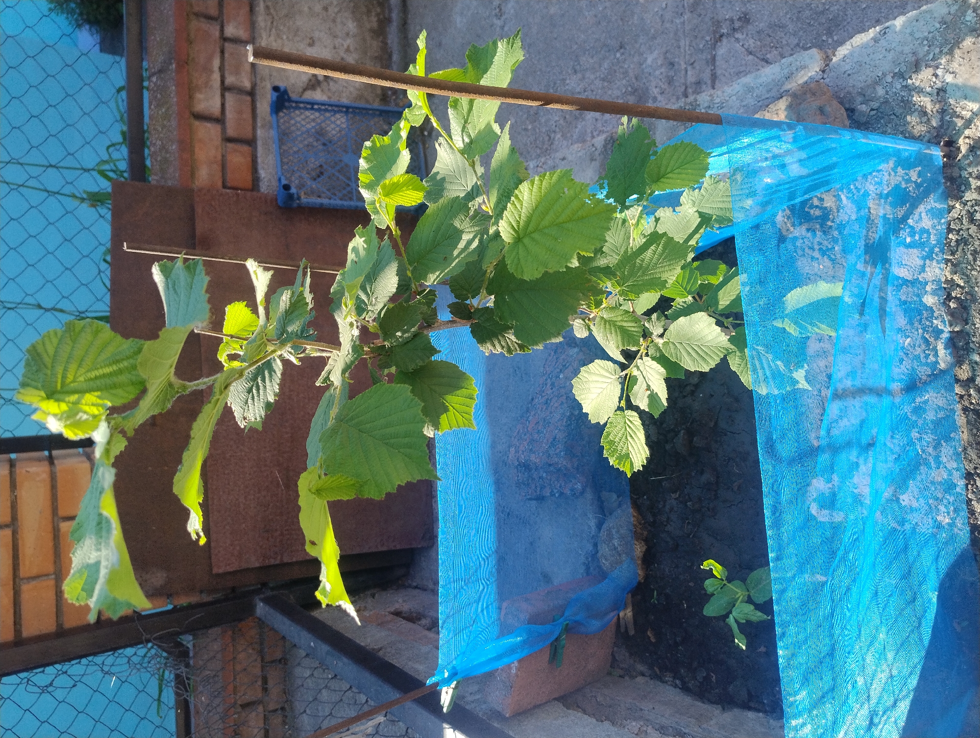In a garden bed surrounded by brick and concrete, a young hazelnut tree with broad green leaves is growing. The plant is supported by a wooden stake and protected by a blue net that encloses the garden bed. To the left of the main tree, a smaller sprout is visible in the soil. In the background, a chain-link fence is visible, and beyond it, some greenery. The scene is illuminated by natural sunlight.