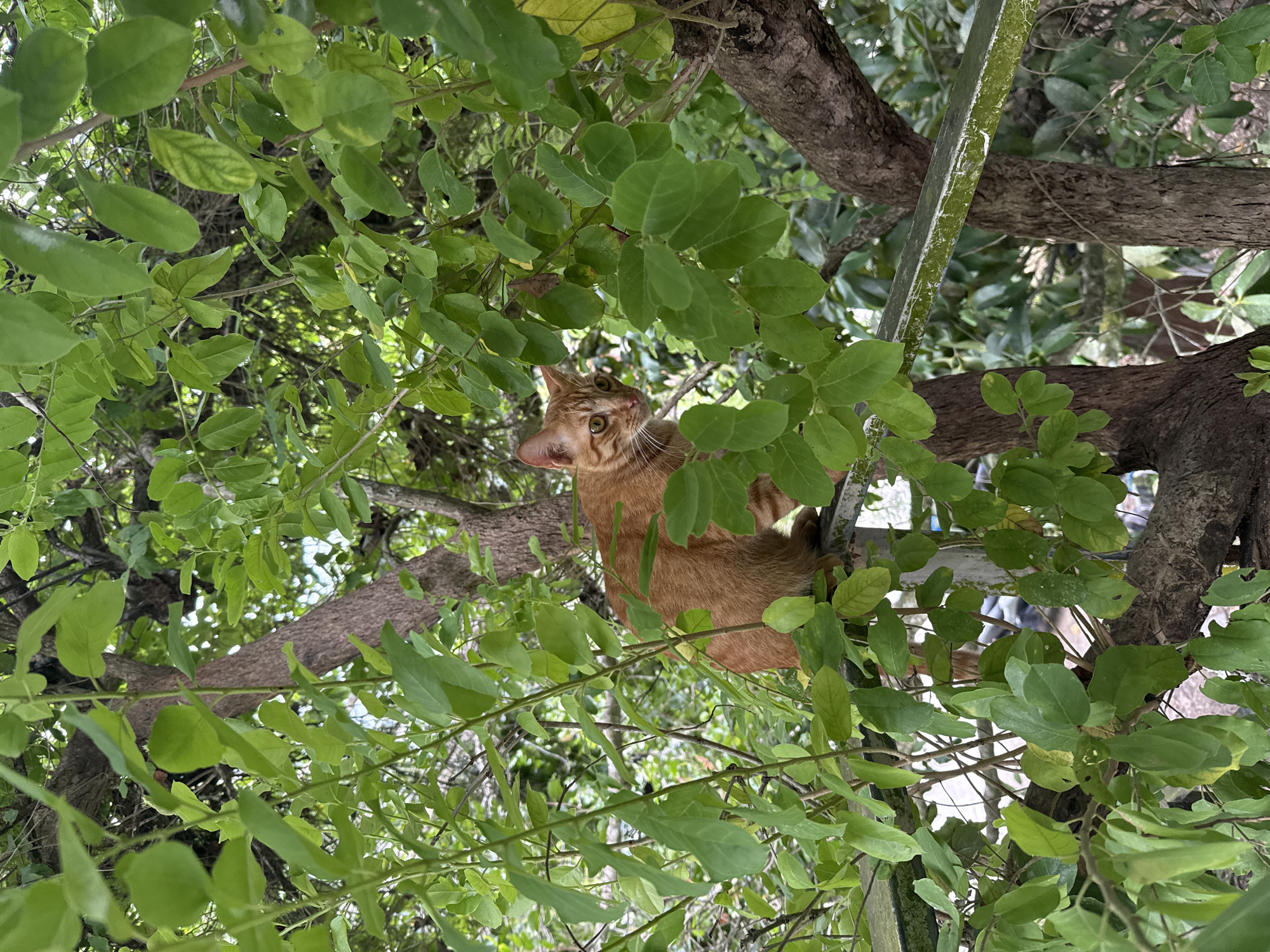 An orange tabby cat is perched on a horizontal beam amidst lush green foliage. The cat's head is turned to its left, looking slightly downwards. The beam appears to be part of a structure within a garden or natural setting, likely in the Ko Pha-ngan District, Thailand, given the prevalent tropical vegetation. The background consists of tree trunks and more dense green leaves, suggesting an outdoor environment with ample shade. The lighting is diffused, indicating it's likely daytime but possibly overcast or heavily shaded.