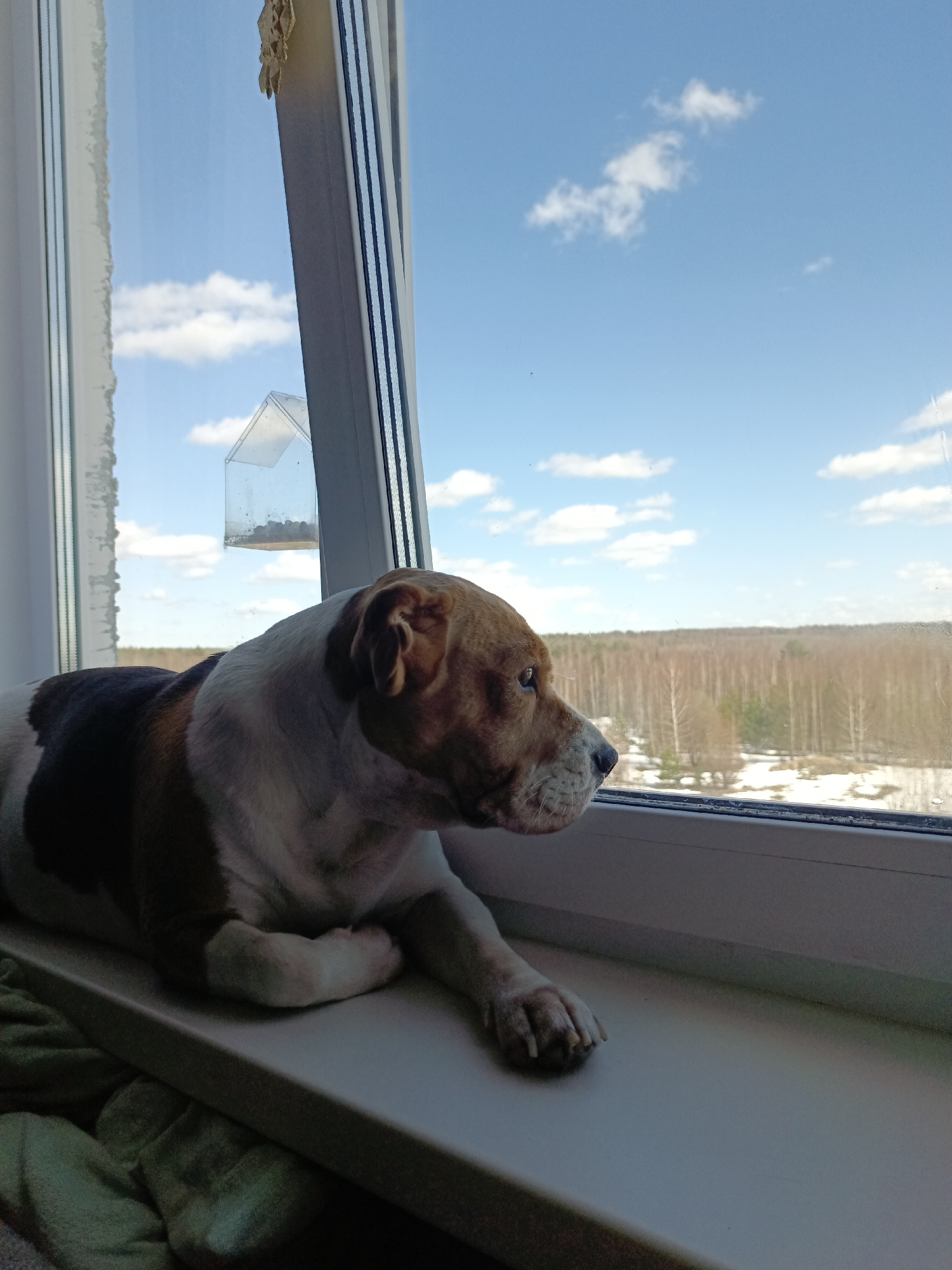A medium-sized, brown-and-white dog is lying on a white windowsill, looking out a window. The dog has a white chest and legs, a brown head, and brown and black patches on its back. The windowsill is positioned in front of a double-paned window. Through the window, there's a view of a landscape that includes bare trees and patches of snow, beneath a blue sky with scattered white clouds. A bird feeder hangs from the upper left of the window frame. The location is identifiable as Марковский, Russia, given the presence of Russian windows and architectural style and the vegetation and weather patterns commonly found in this geographic region.