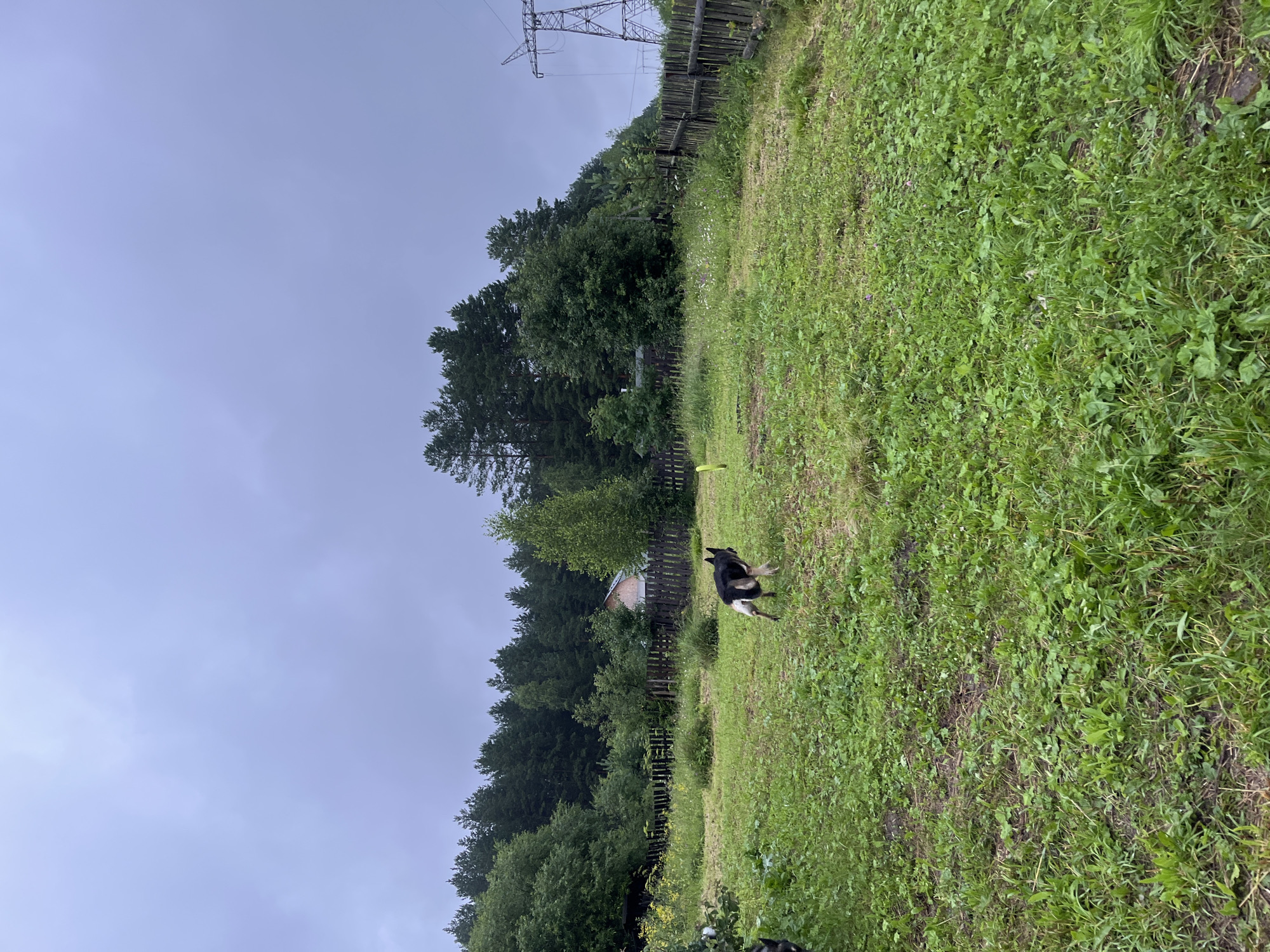 The media file depicts an outdoor scene with a dog in a grassy field. The dog, a medium-sized breed with black and brown fur, is positioned in the center of the frame, looking towards the right. It appears to be a summer day, with lush green grass and trees in the background. A wooden fence runs along the edge of the field, separating it from a wooded area. In the distance, a power line tower is visible against a cloudy sky. The overall setting suggests a rural or semi-rural location, possibly a backyard or a park. The image is captured in portrait orientation, with the sky taking up a significant portion of the frame. The weather appears overcast, contributing to a somewhat subdued atmosphere. There is no visible text in the image.